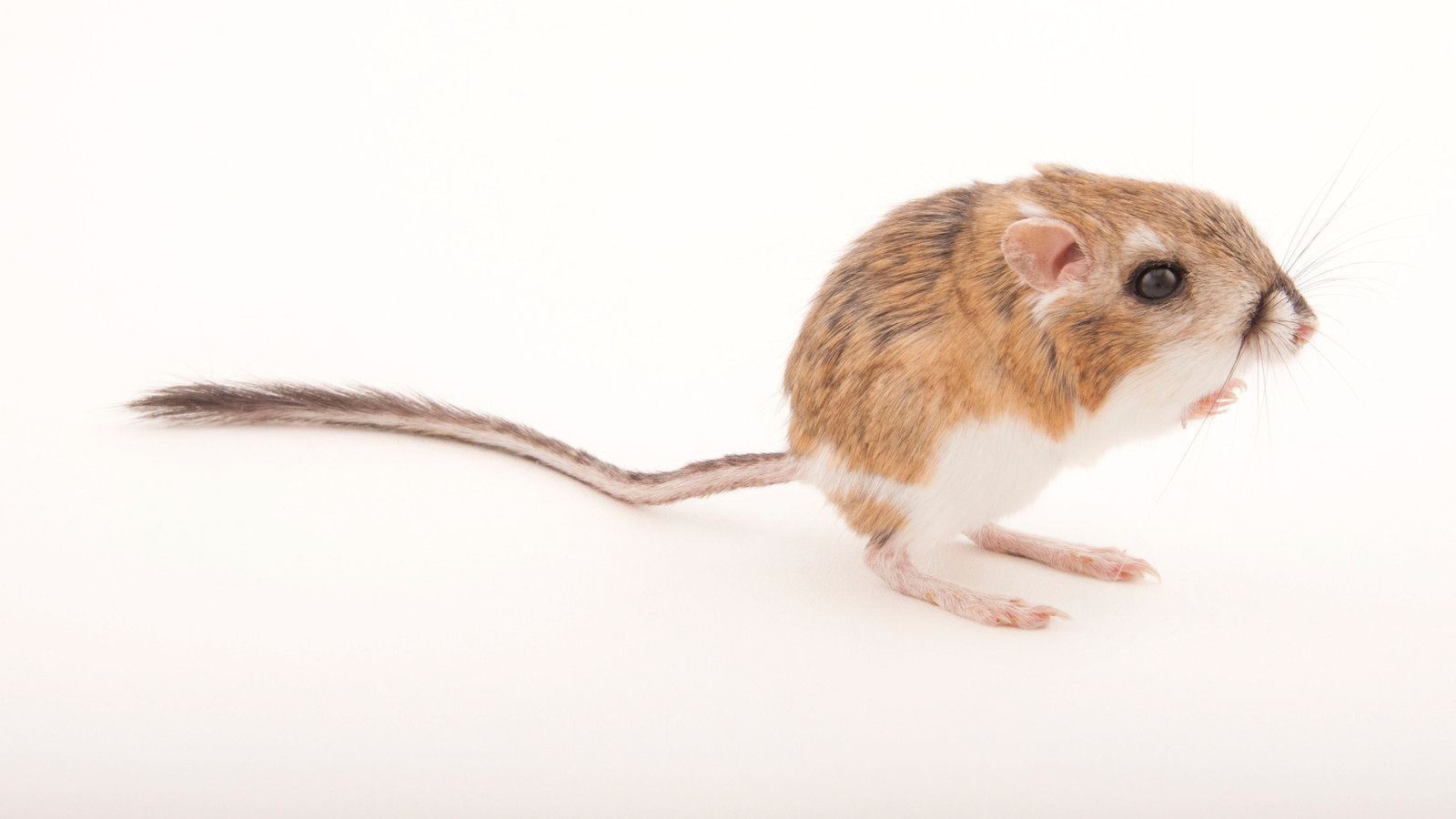 How Kangaroo Rats Escape Rattlesnakes
