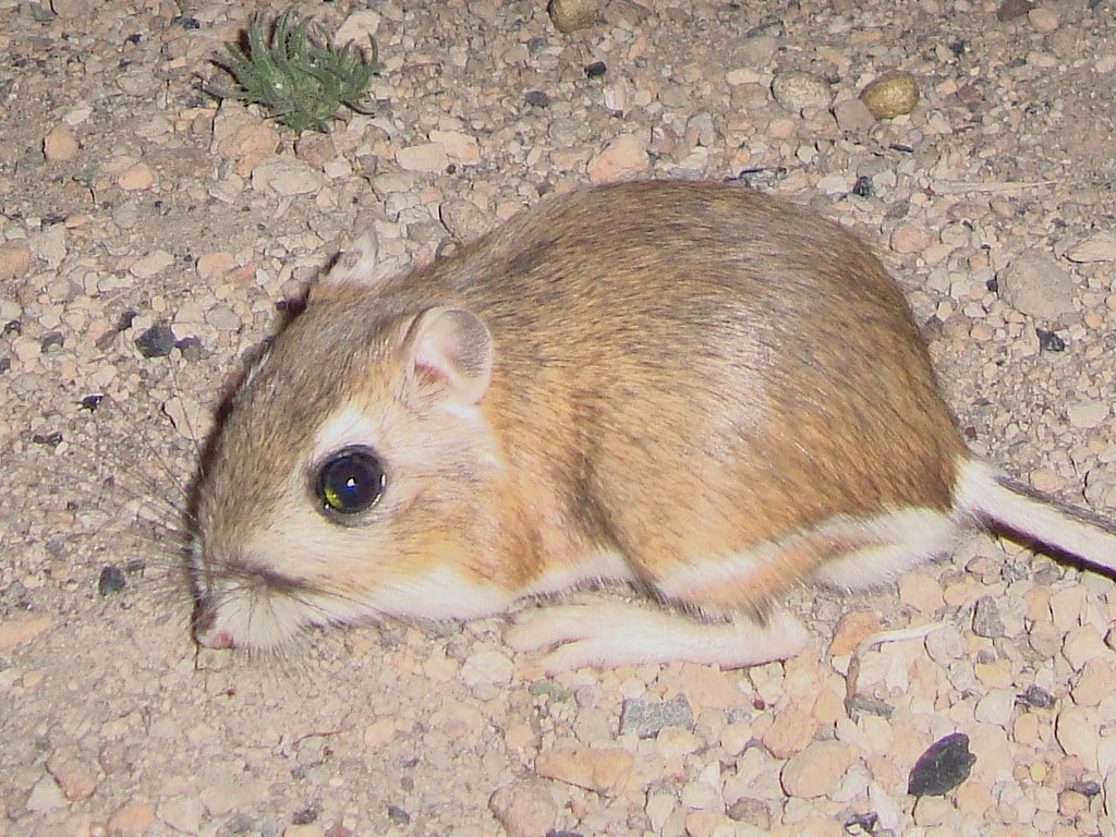 Kangaroo Rat Wallpapers - Wallpaper Cave