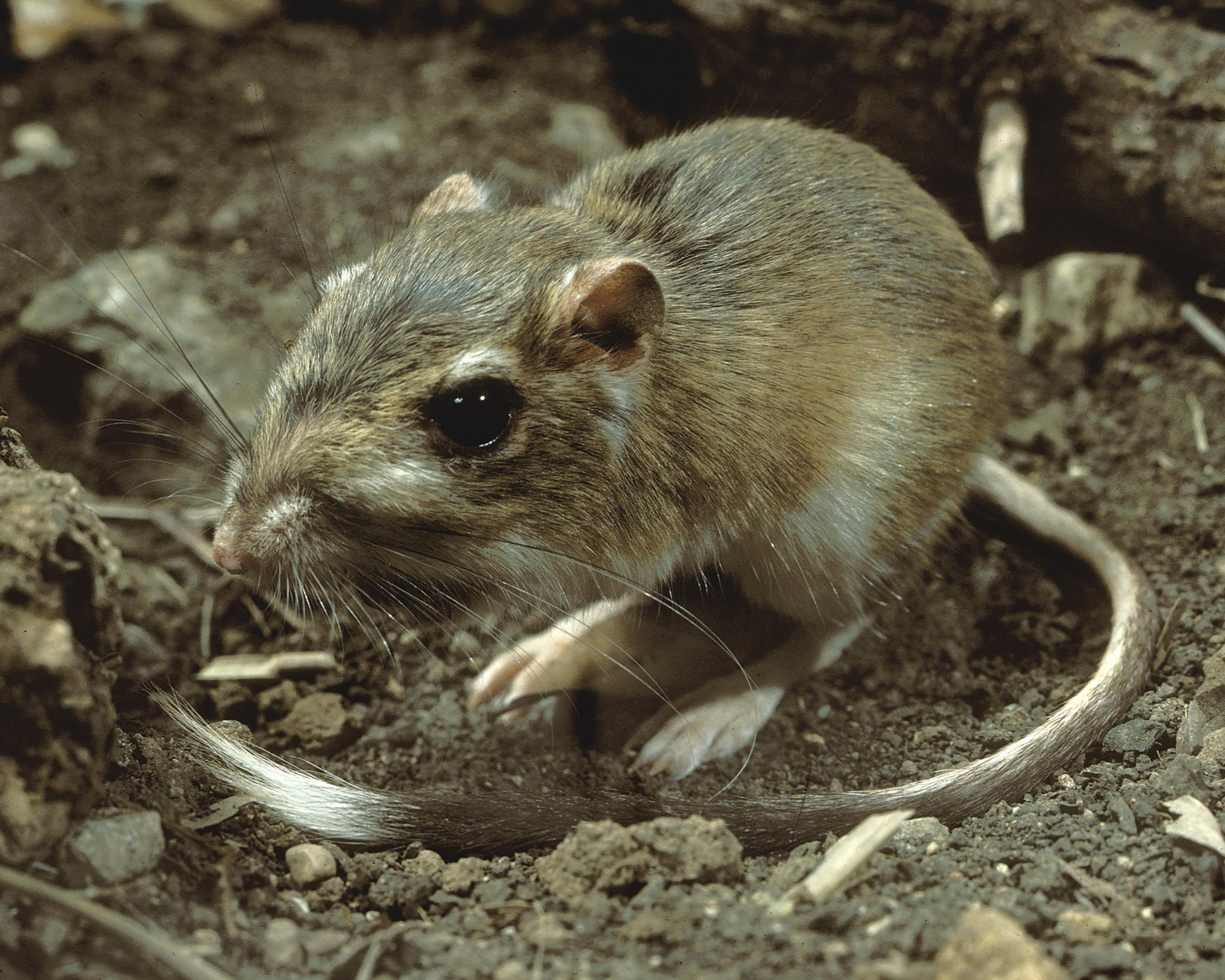 Kangaroo Rat Wallpapers - Wallpaper Cave