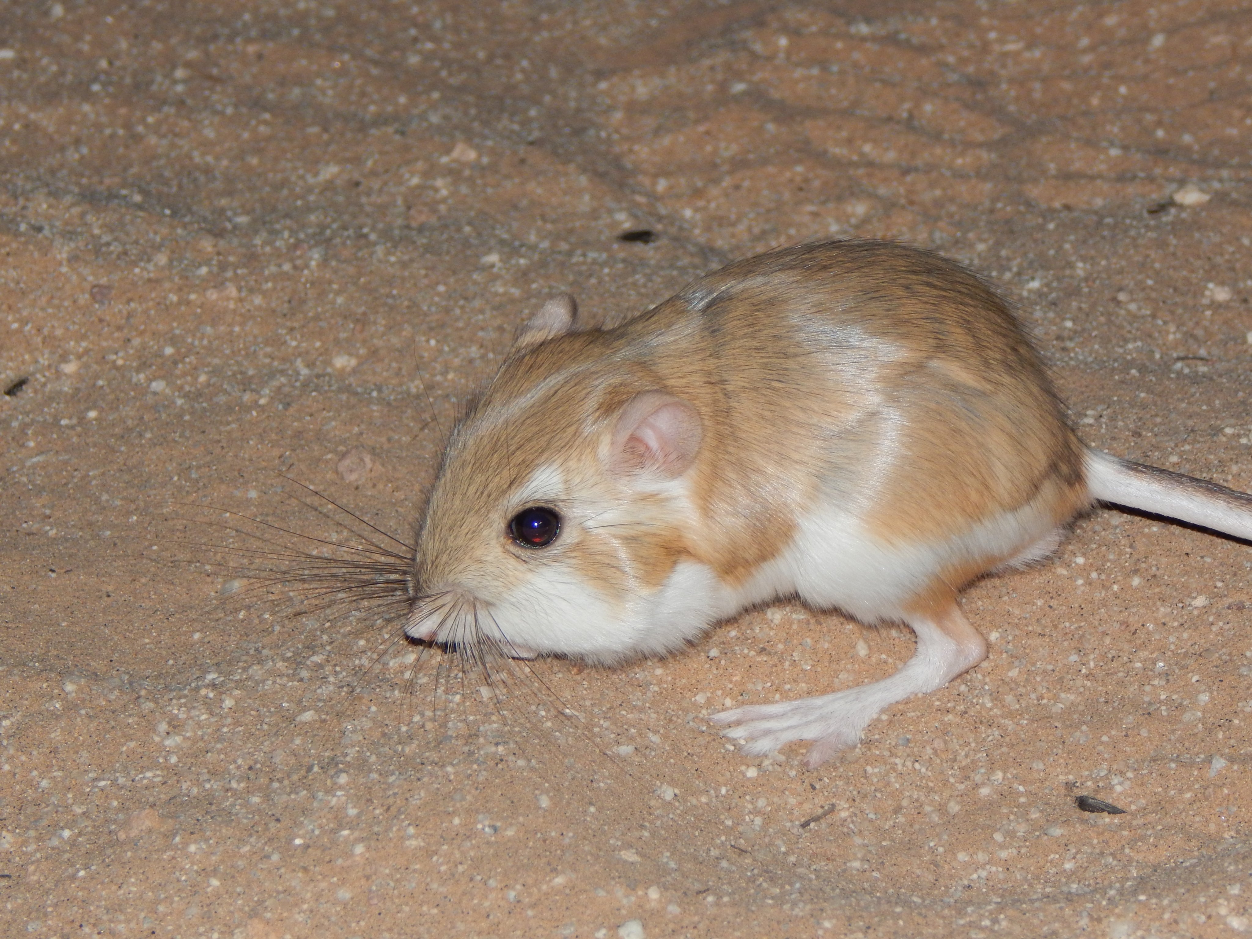 Joshua Tree NPS desert is a
