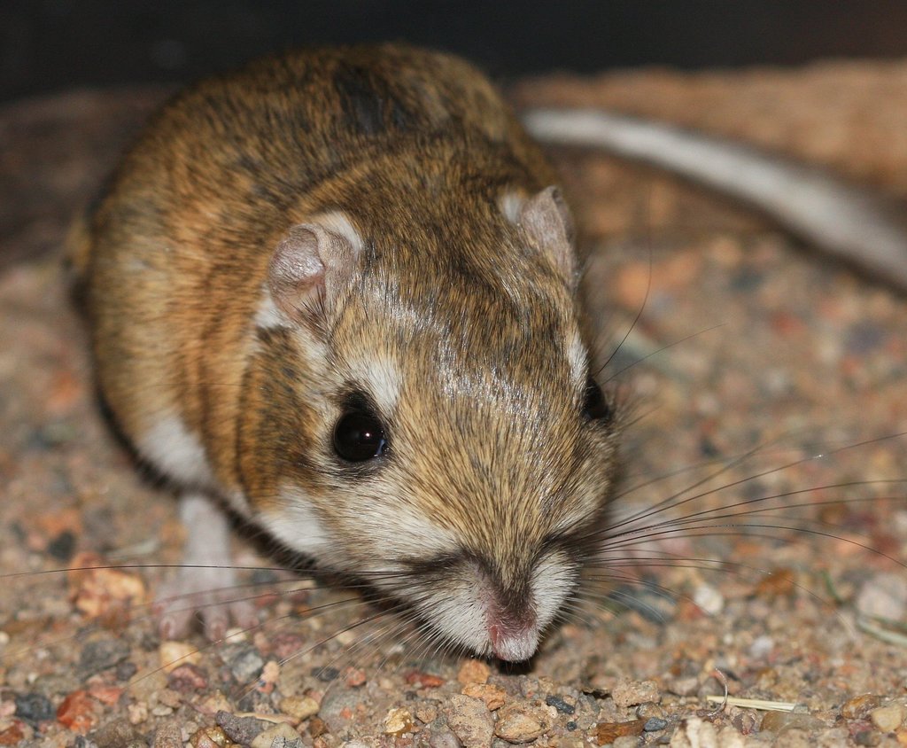 Merriam&;s Kangaroo Rat Mammals