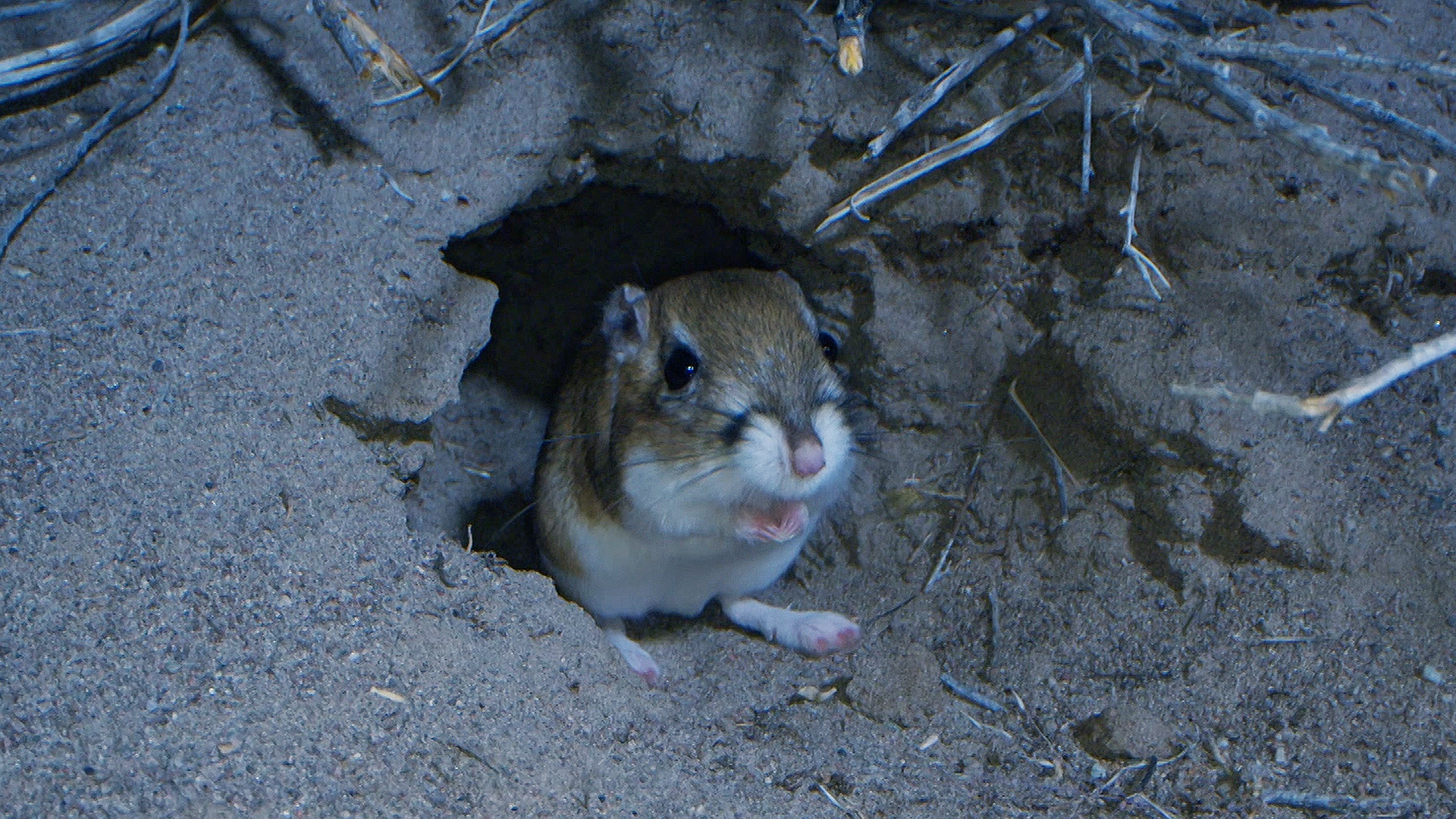 Kangaroo Rat