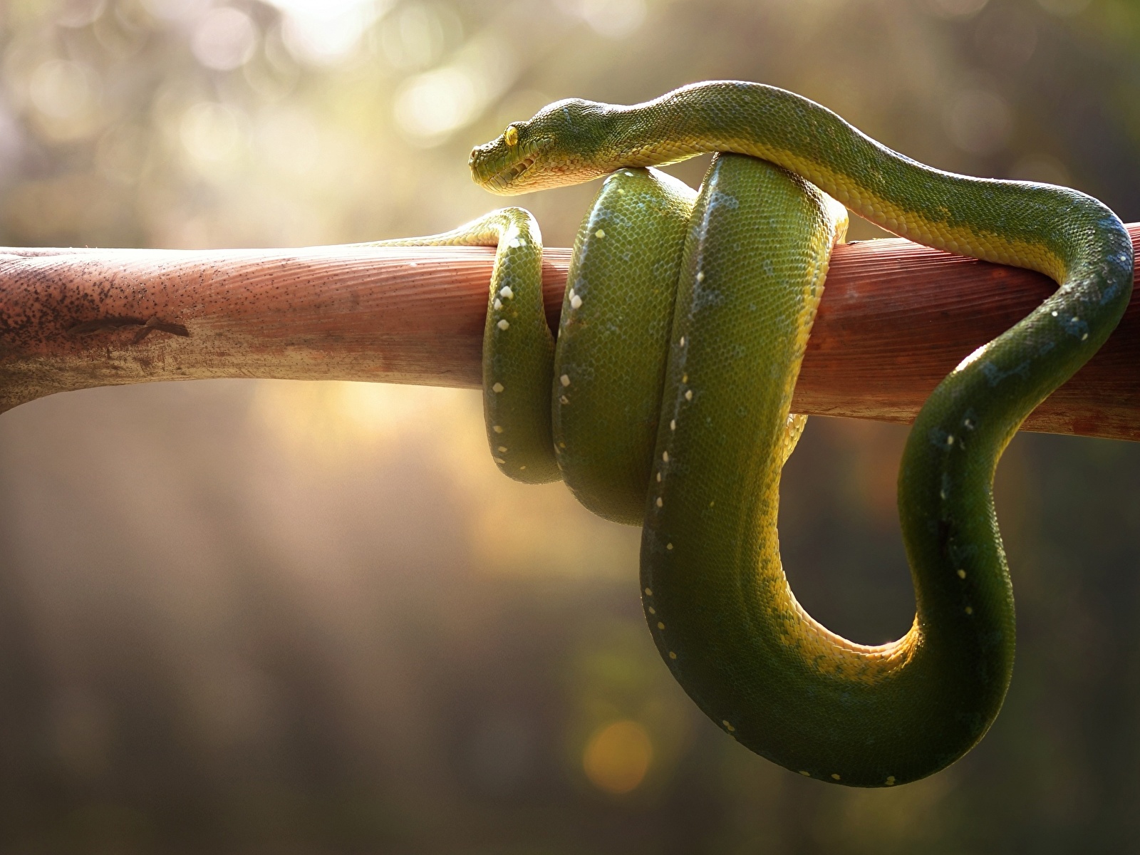 Desktop Wallpaper Snakes Green animal