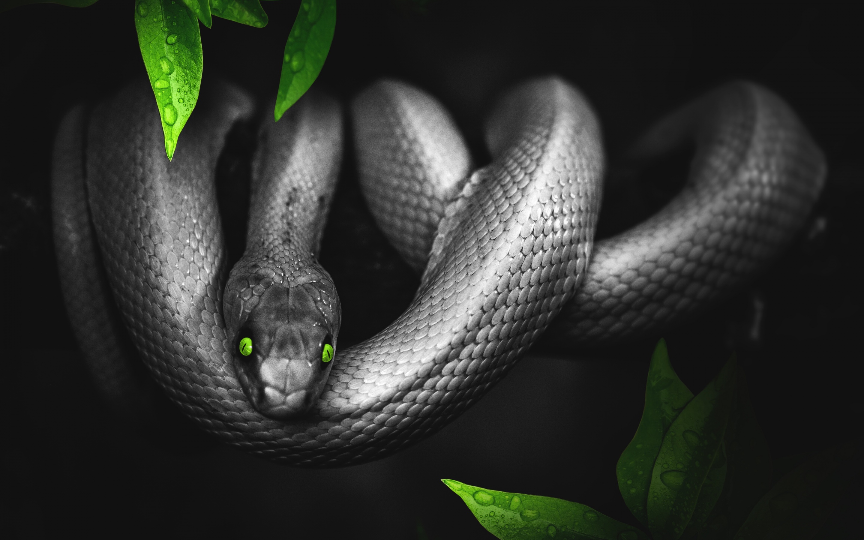Snake Wallpaper 4K, Reptile, Dark