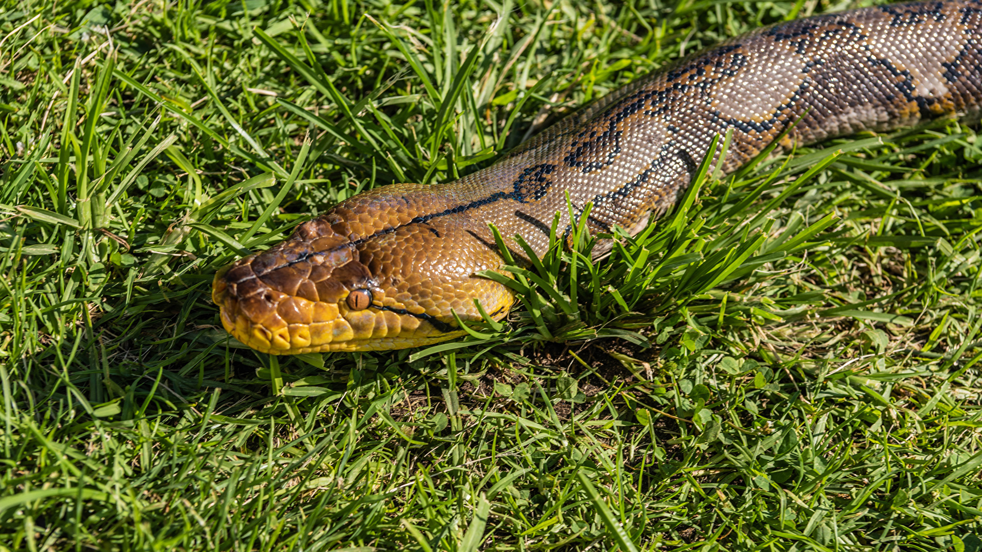 Desktop Wallpaper snake Grass Animals