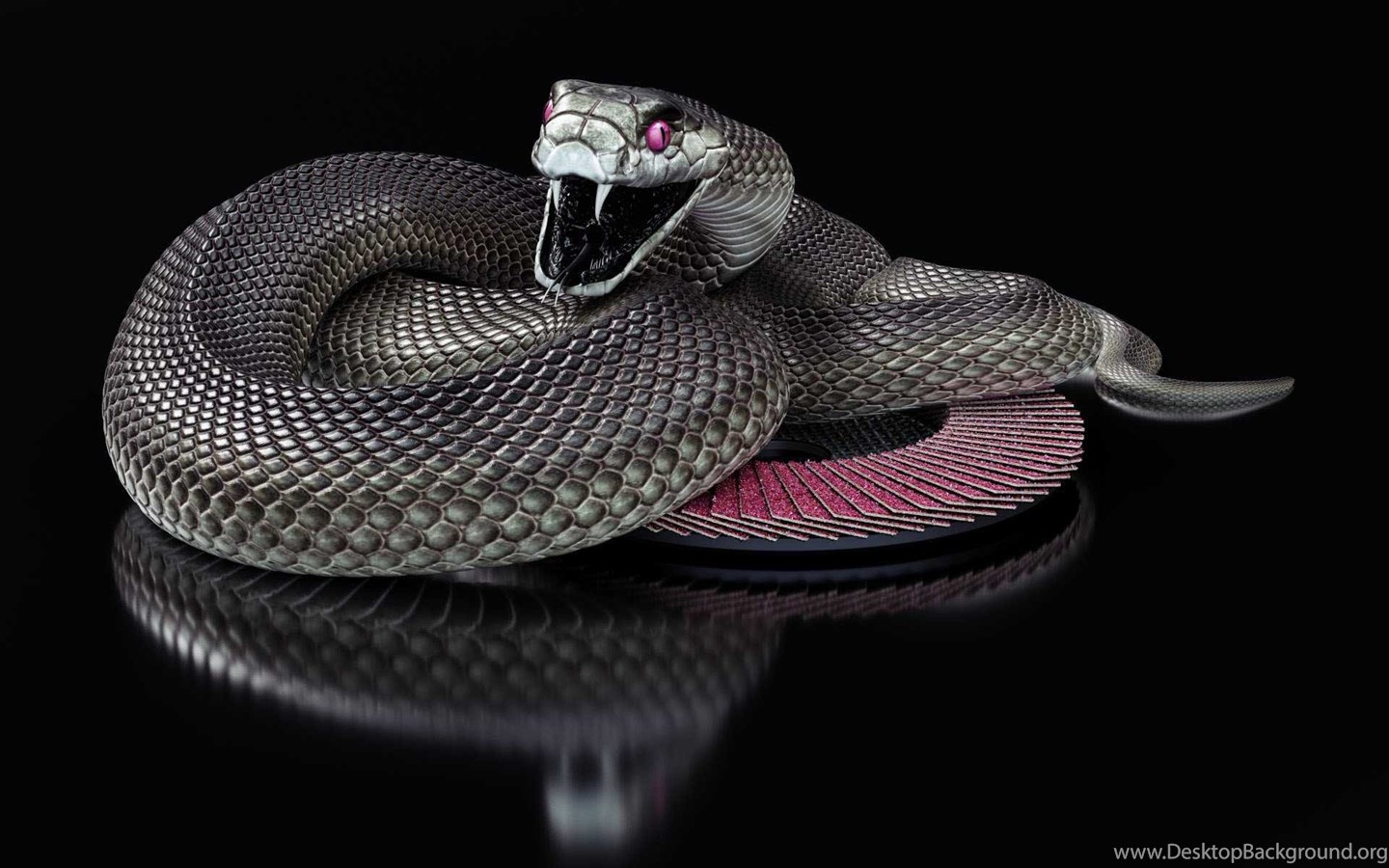Black Mamba Snake Wallpaper HD