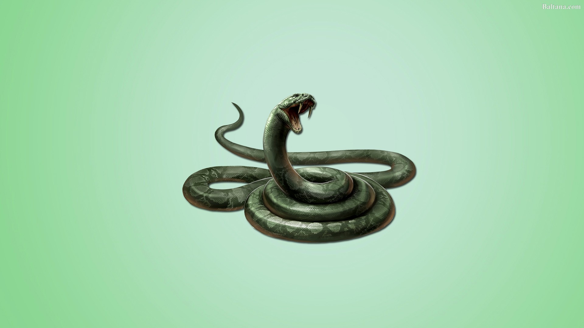 Snake Desktop Wallpaper 29924