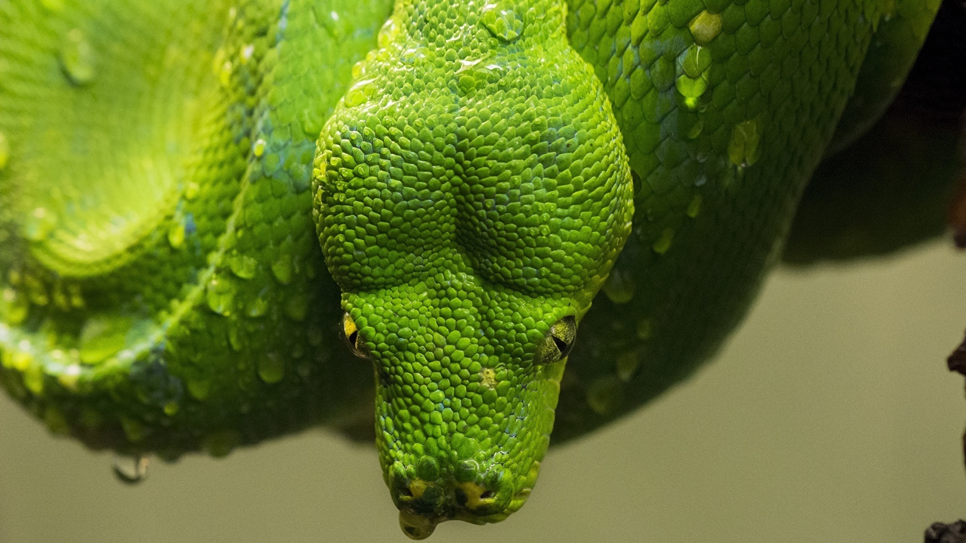Desktop Wallpaper snake Green Closeup