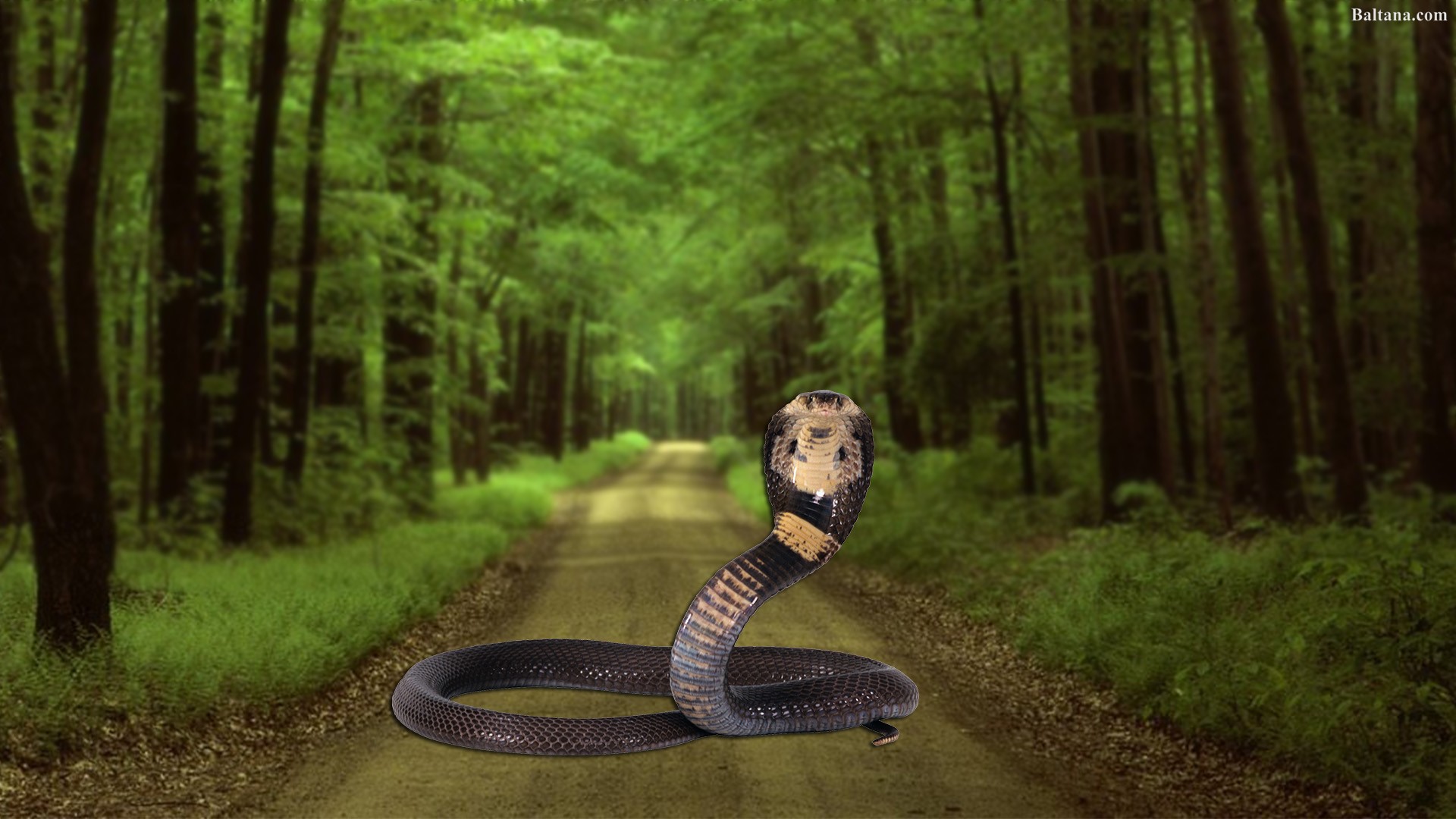 Snake Desktop Wallpaper 31889