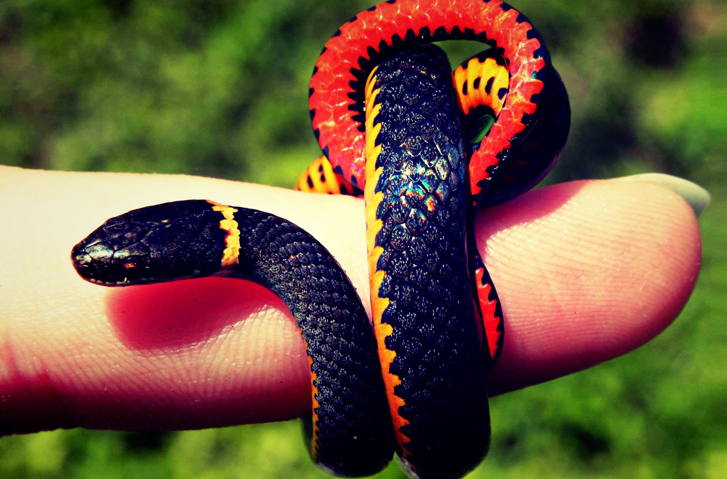 pc wallpaper full HD download, serpent