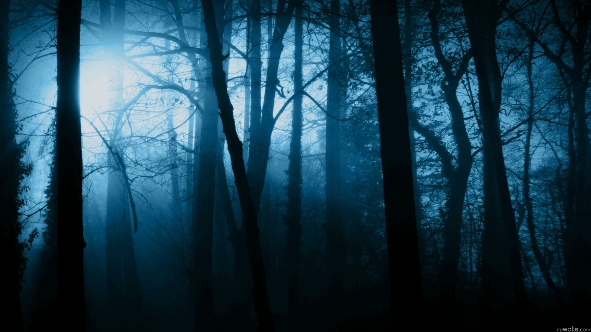 Scary Forest Wallpaper. Background