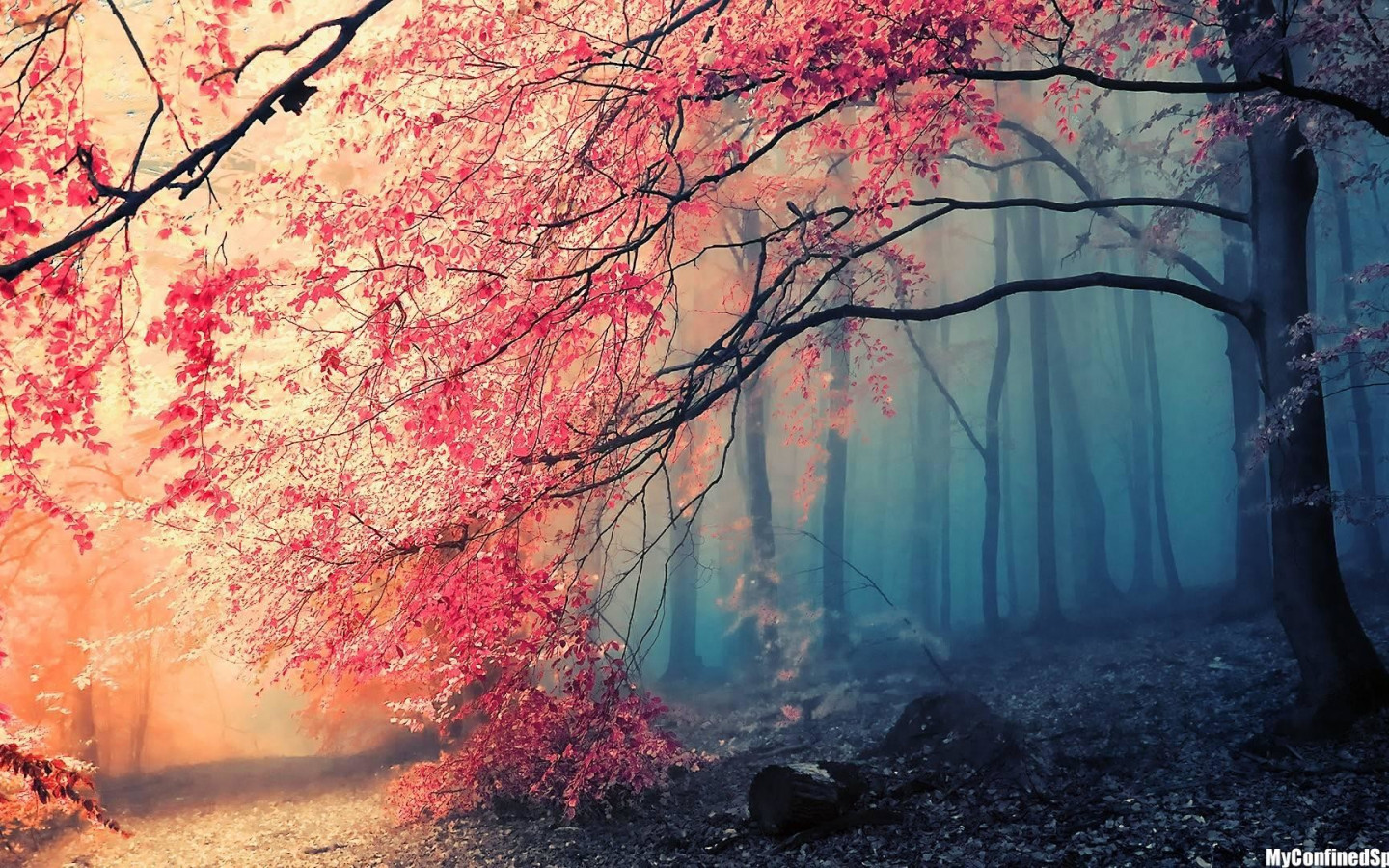 Tree HD Desktop Wallpaper 44329