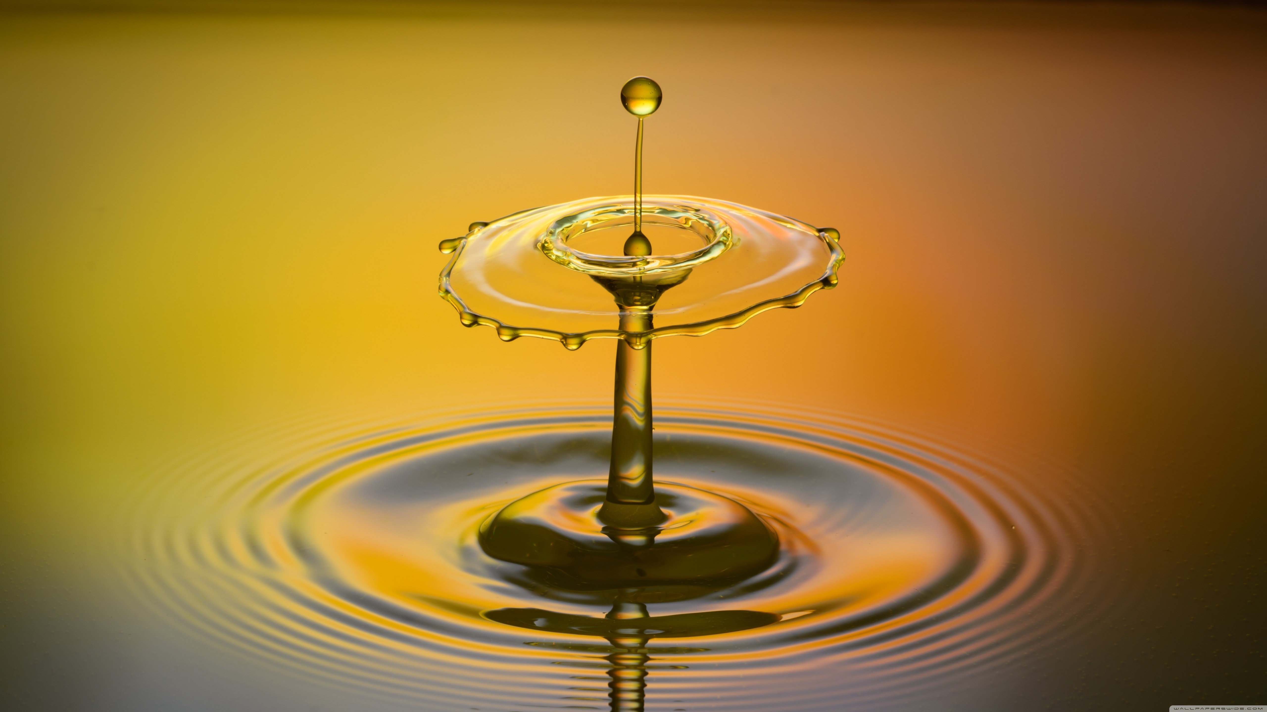 Flower Water 4K HD Desktop Wallpaper