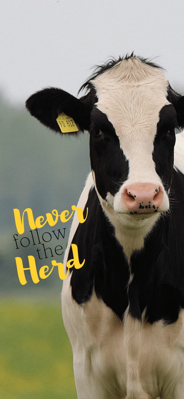 Cow Phone Wallpaper Farm