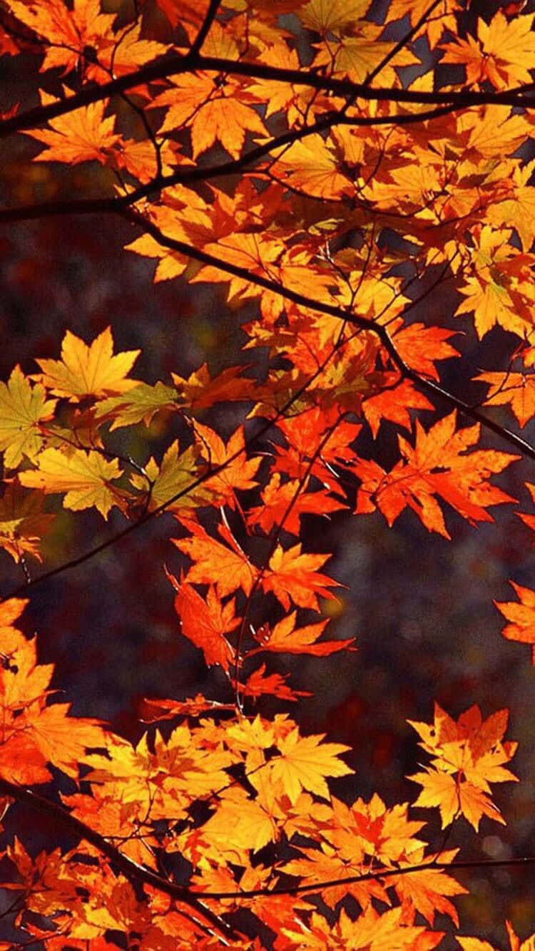 Autumn Leaves Phone! Wallpaper