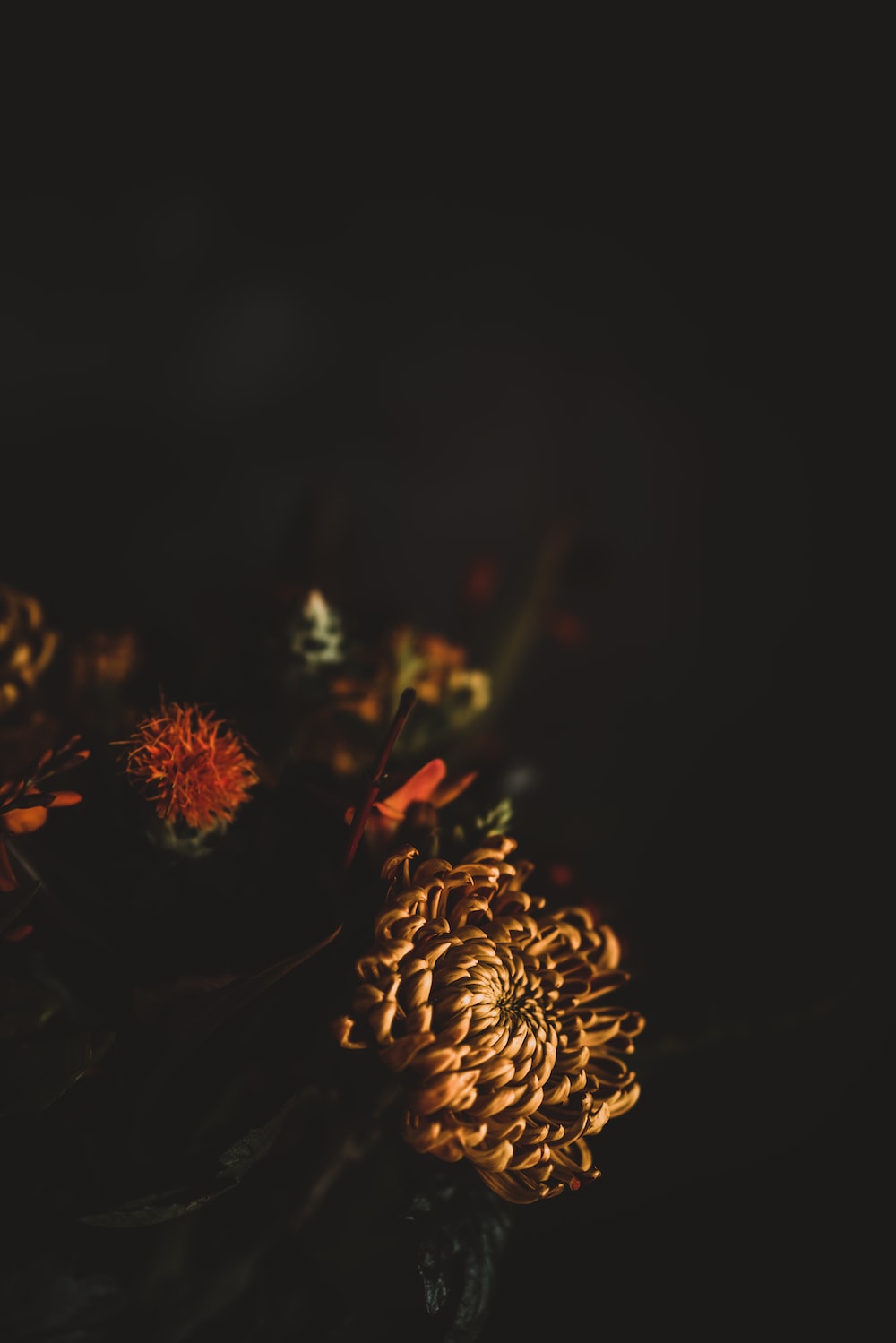Warm Tone Picture. Download Free