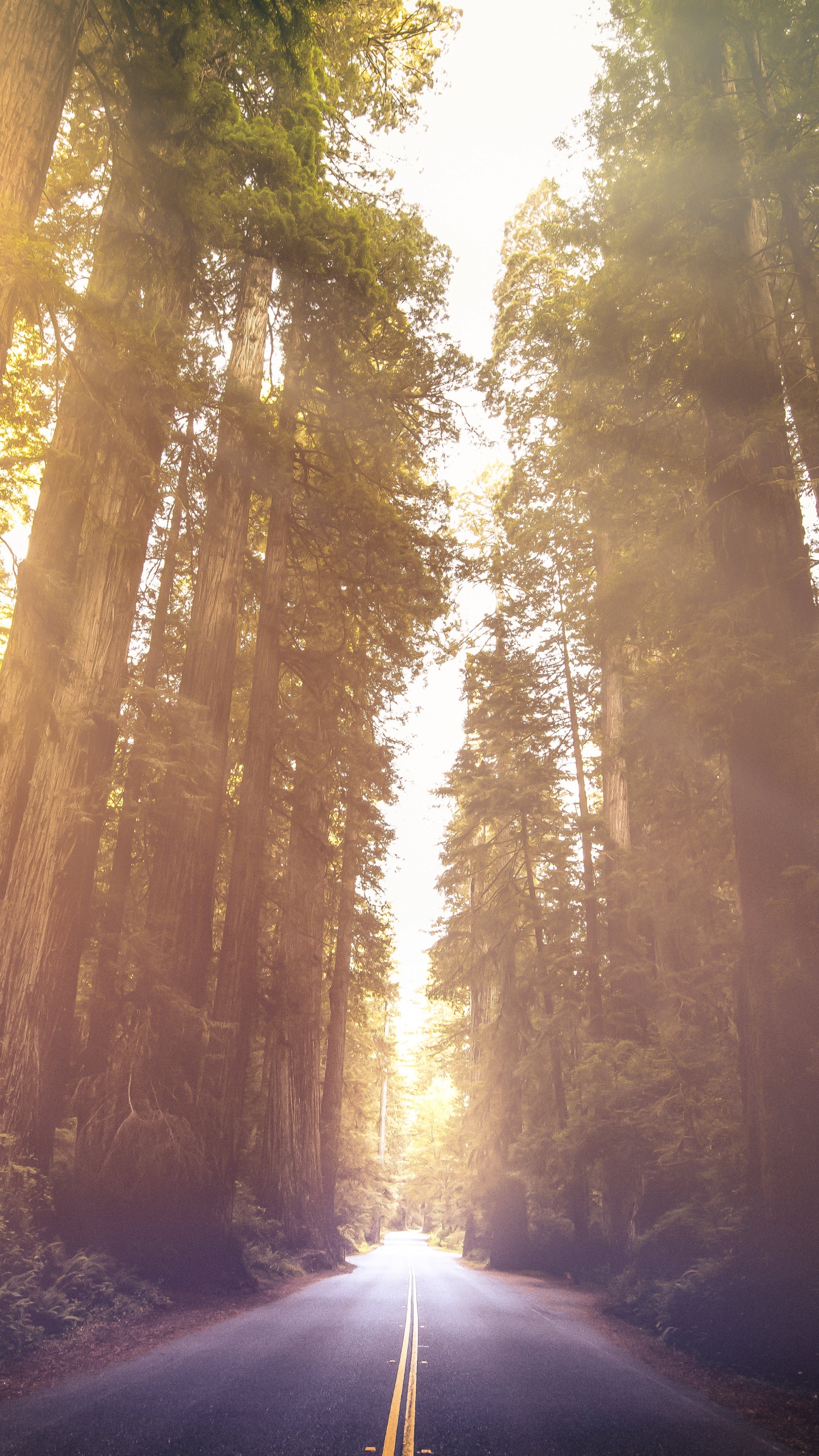 Redwoods National Park Wallpaper 4K