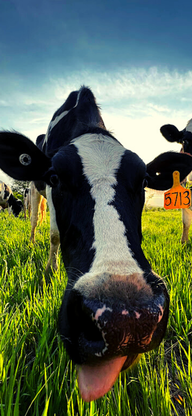 Cow Phone Wallpaper Farm