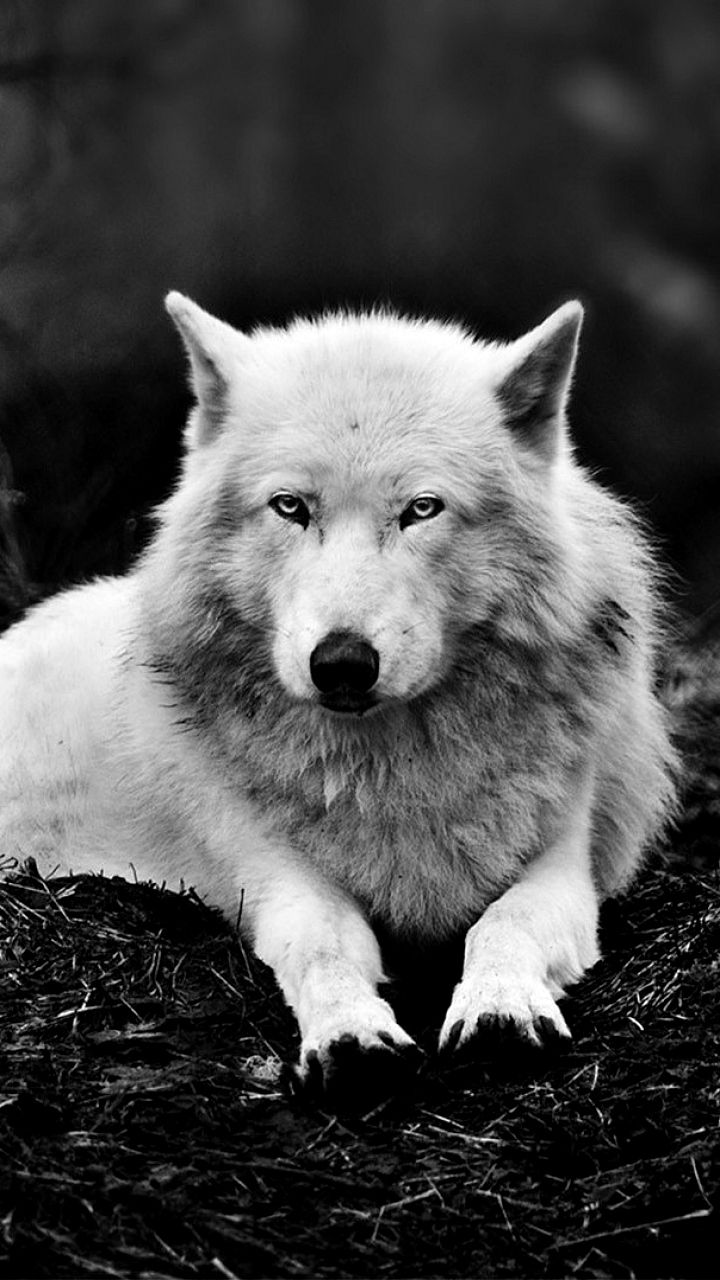 Wolf Wallpaper 4K Mobile Ideas