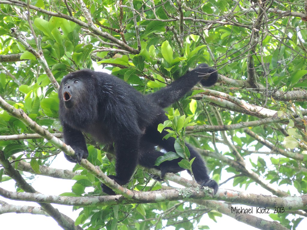 Mexican Black Howler Monkey Pilar