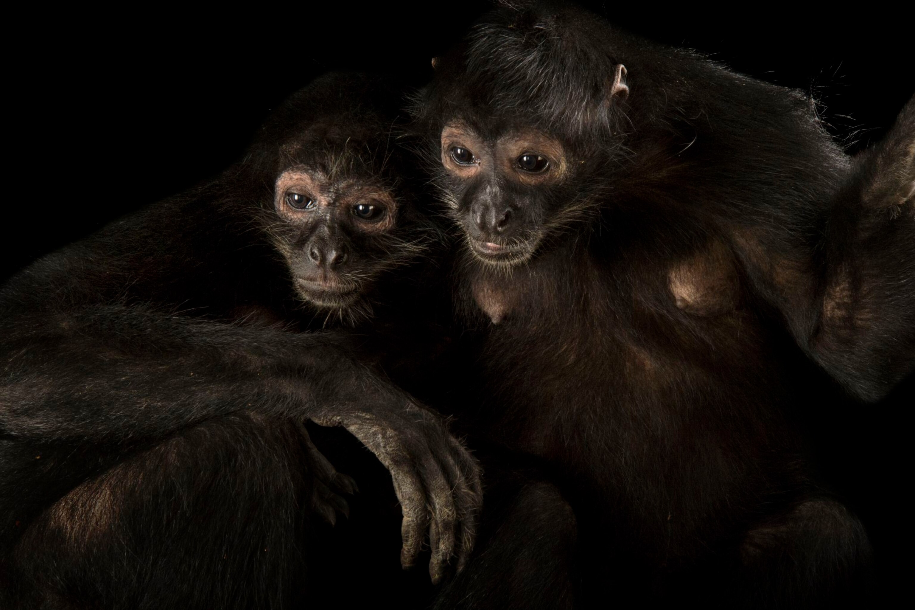 Spider monkeys, facts and photo