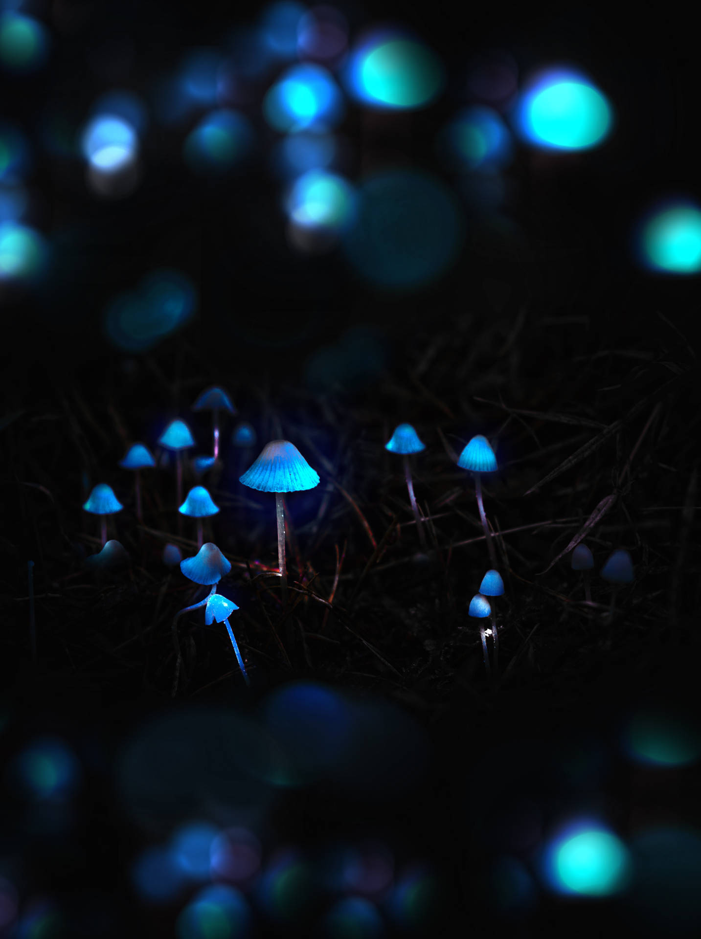 Download Glowing Mushroom in a Misty