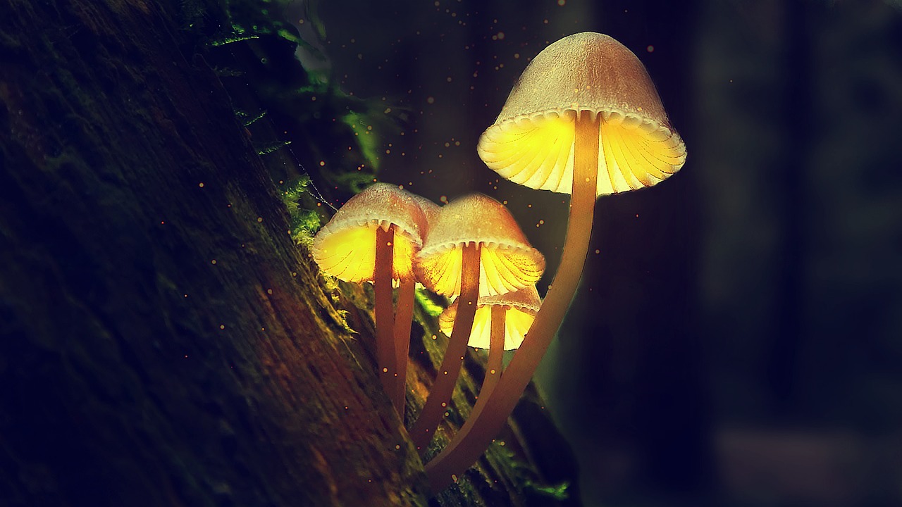 Glowing Mushrooms & Mushrooms Image