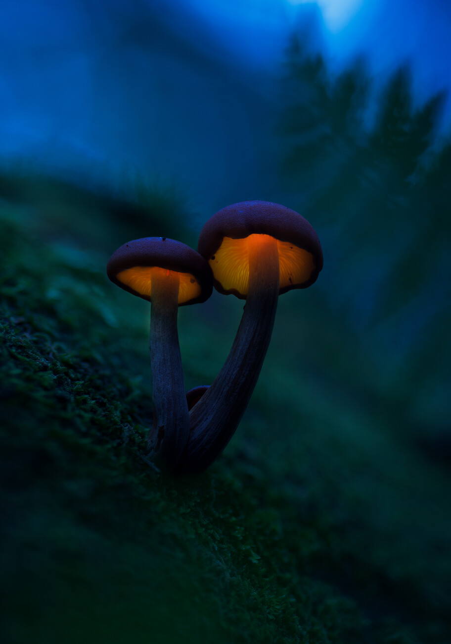 Glowing mushrooms. Posters, Art Prints