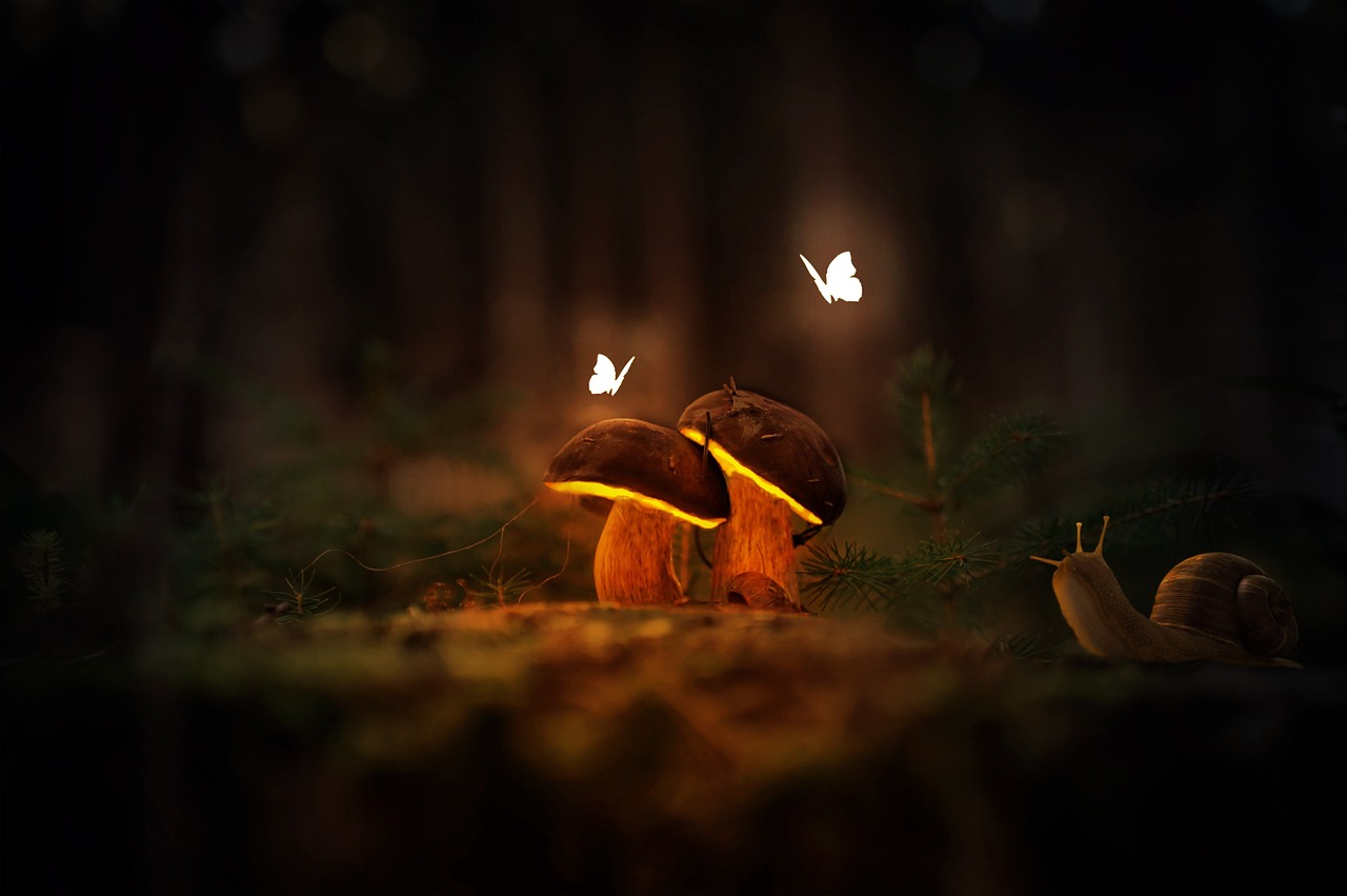 Glowing Mushrooms & Mushrooms Image