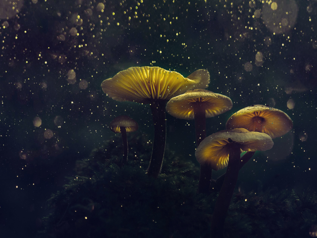 Wallpaper mushroom, yellow glow, flower
