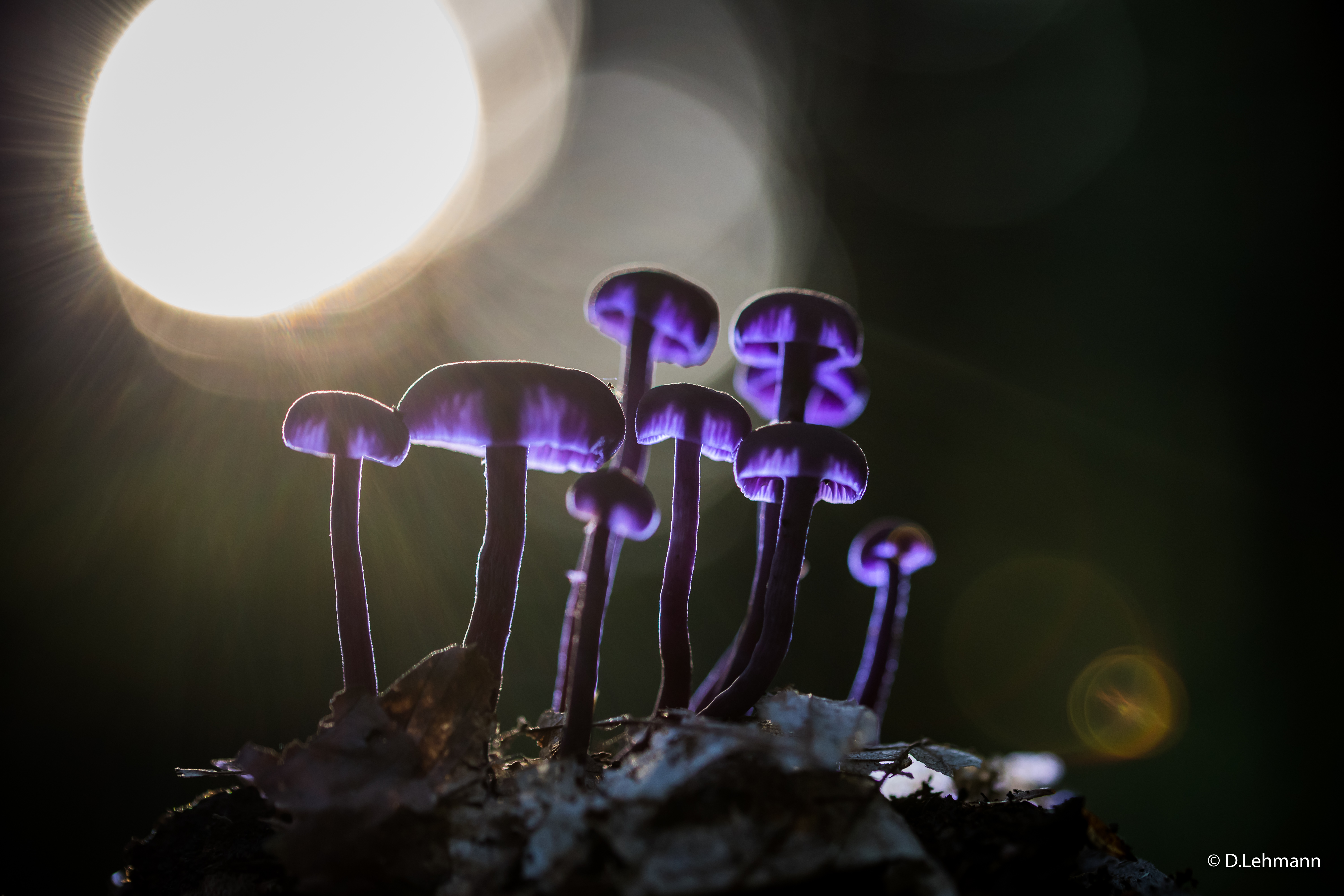 Mushrooms Purple Glowing 5k Wallpaper