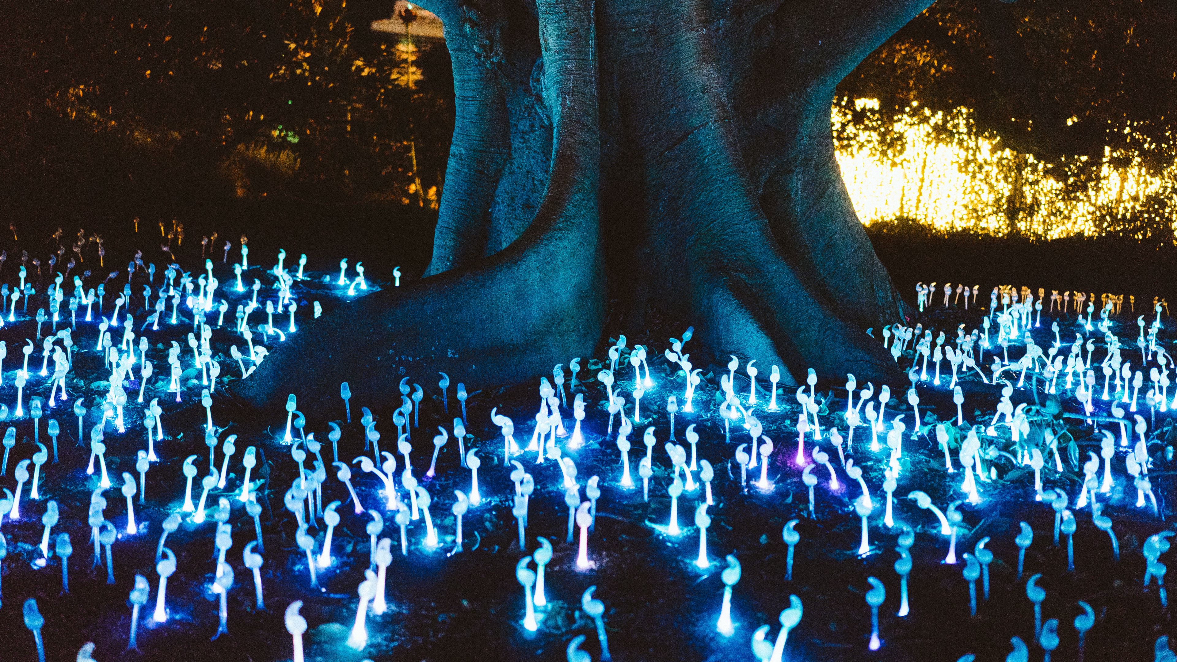 Download wallpaper 3840x2160 mushrooms