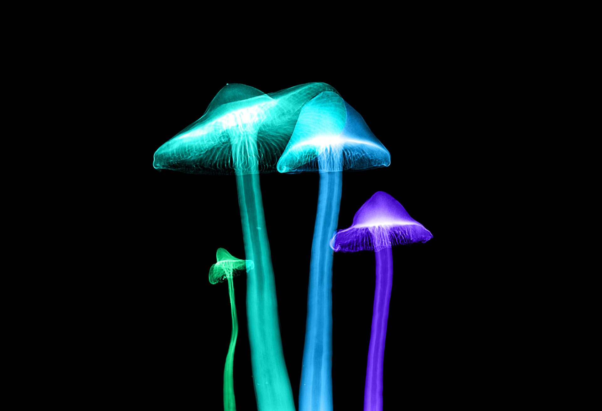glowing mushroom lights. Wallpaper