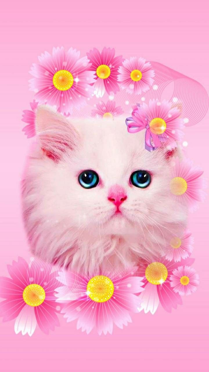 Kitten wallpaper, iPhone wallpaper cat