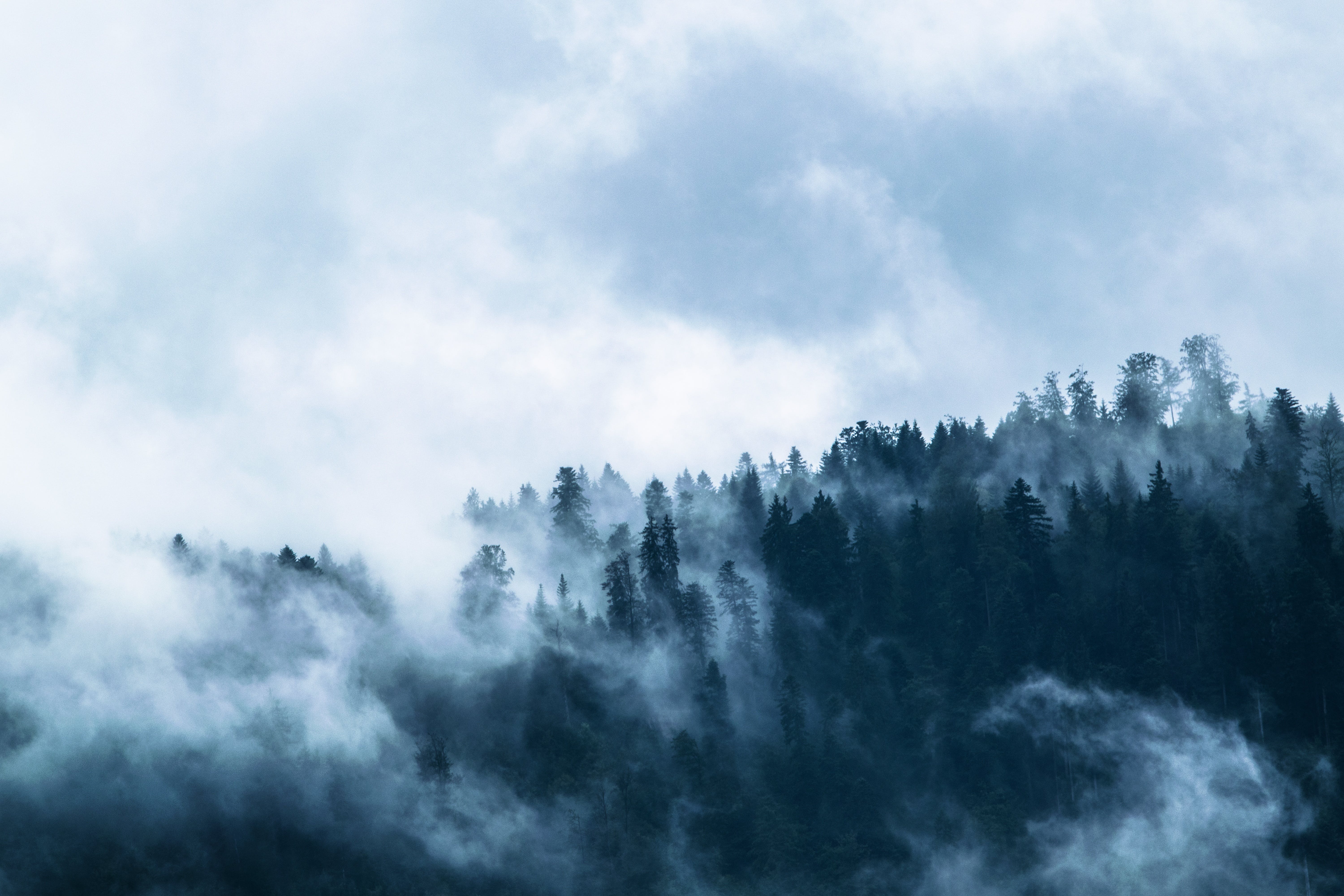 Foggy Forest Photo, Download The BEST