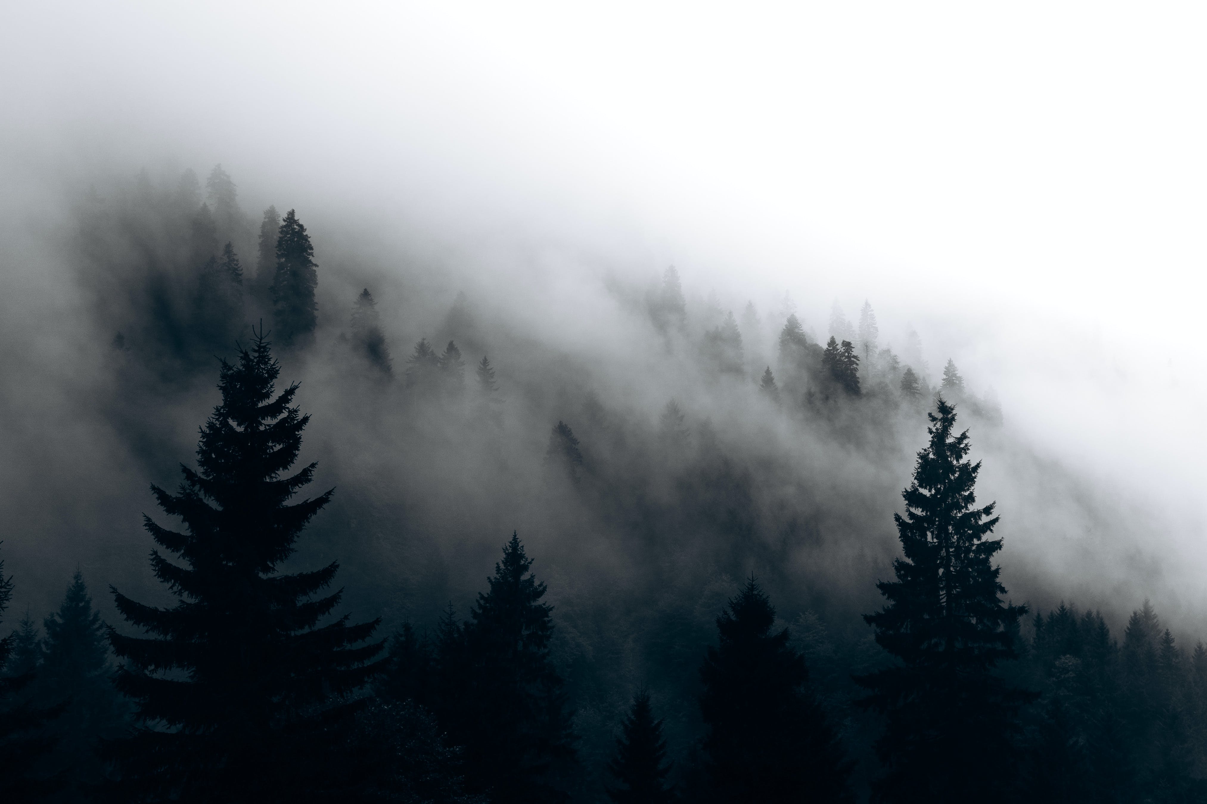 Cloud over Evergreen Forest · Free