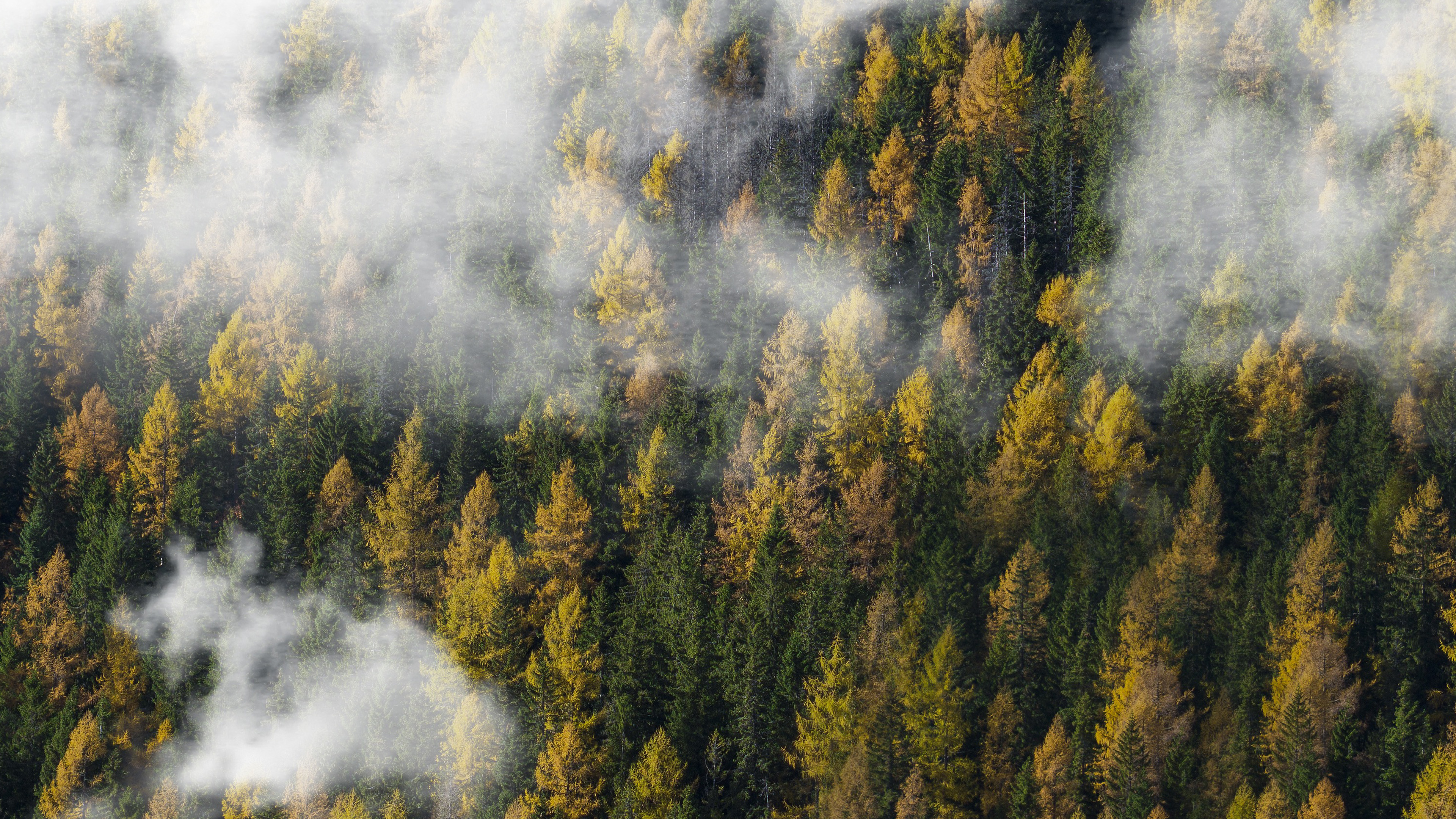 Forest Wood Cloud Foggy Mountain