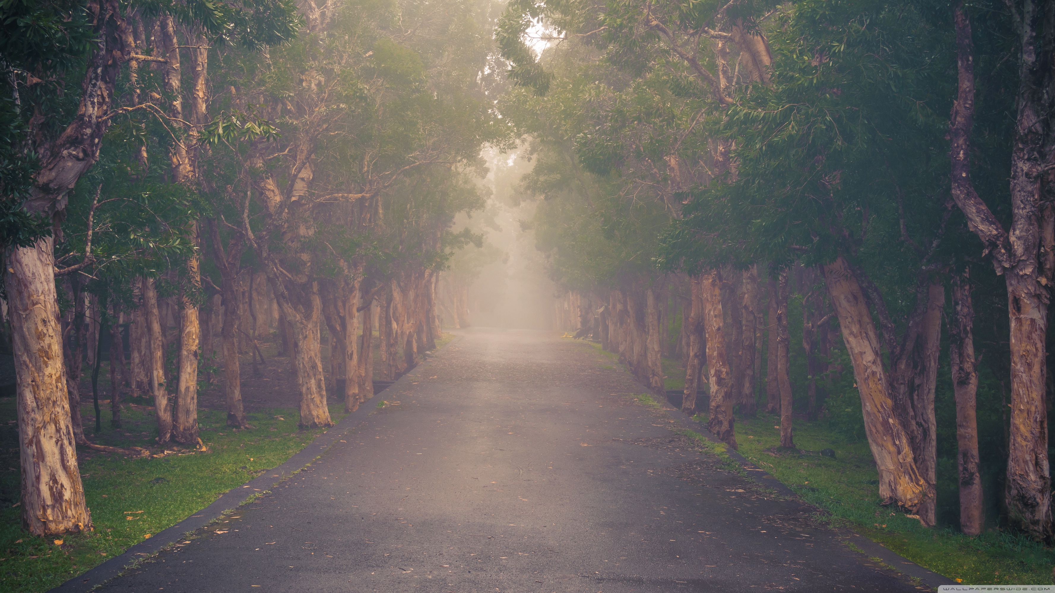 Desktop Background Wallpaper