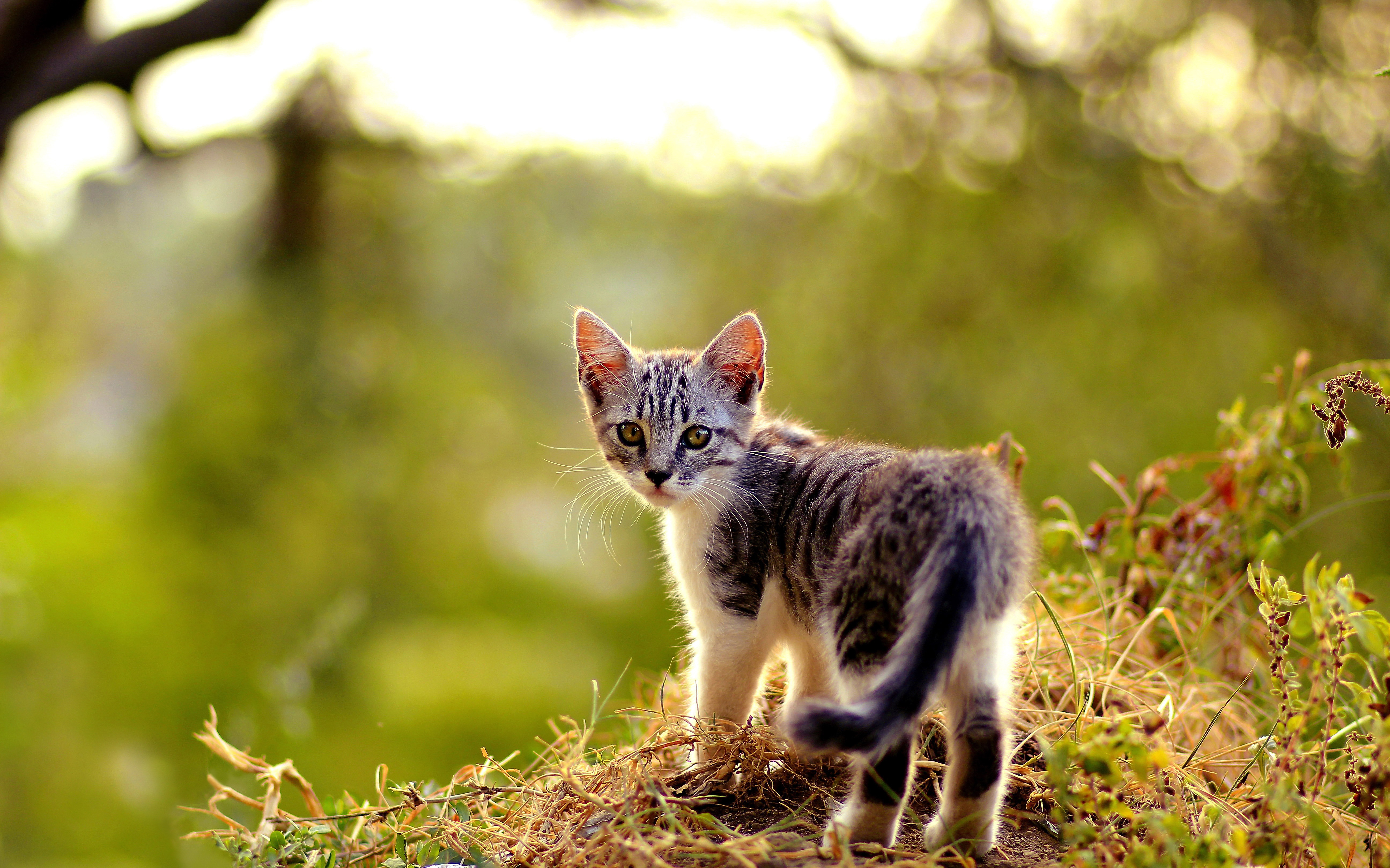 Charming Kitten in 4K Ultra HD Wallpaper
