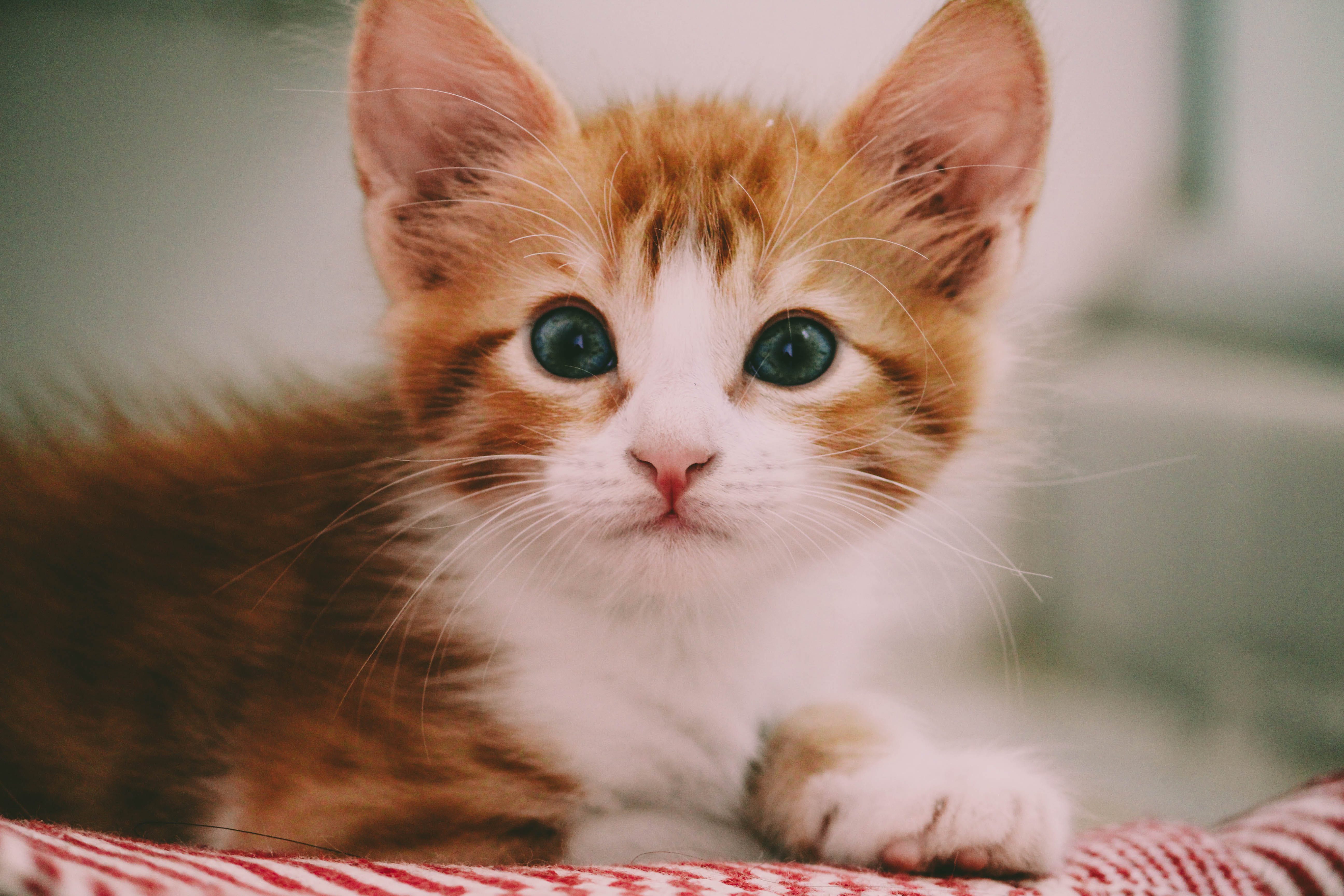 Cat Wallpaper Photo, Download The BEST