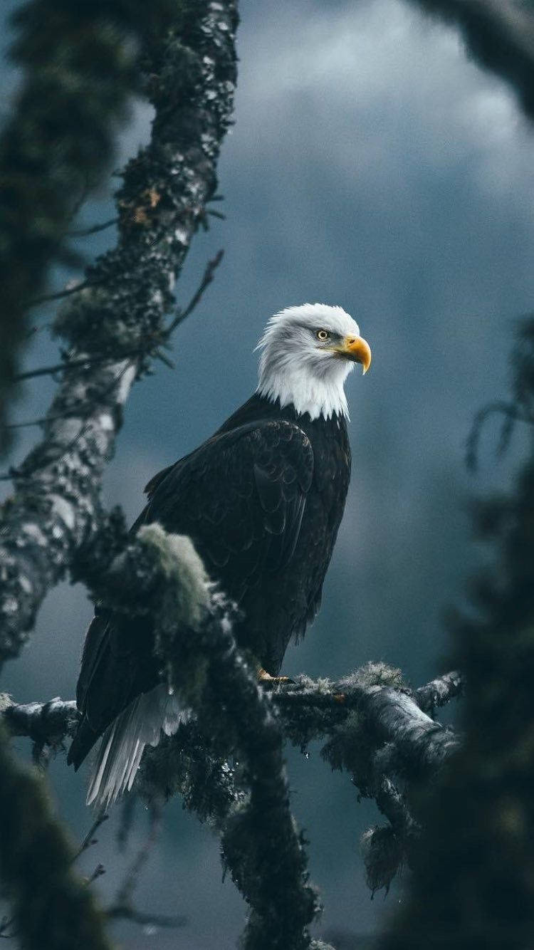 Eagle iPhone Wallpaper