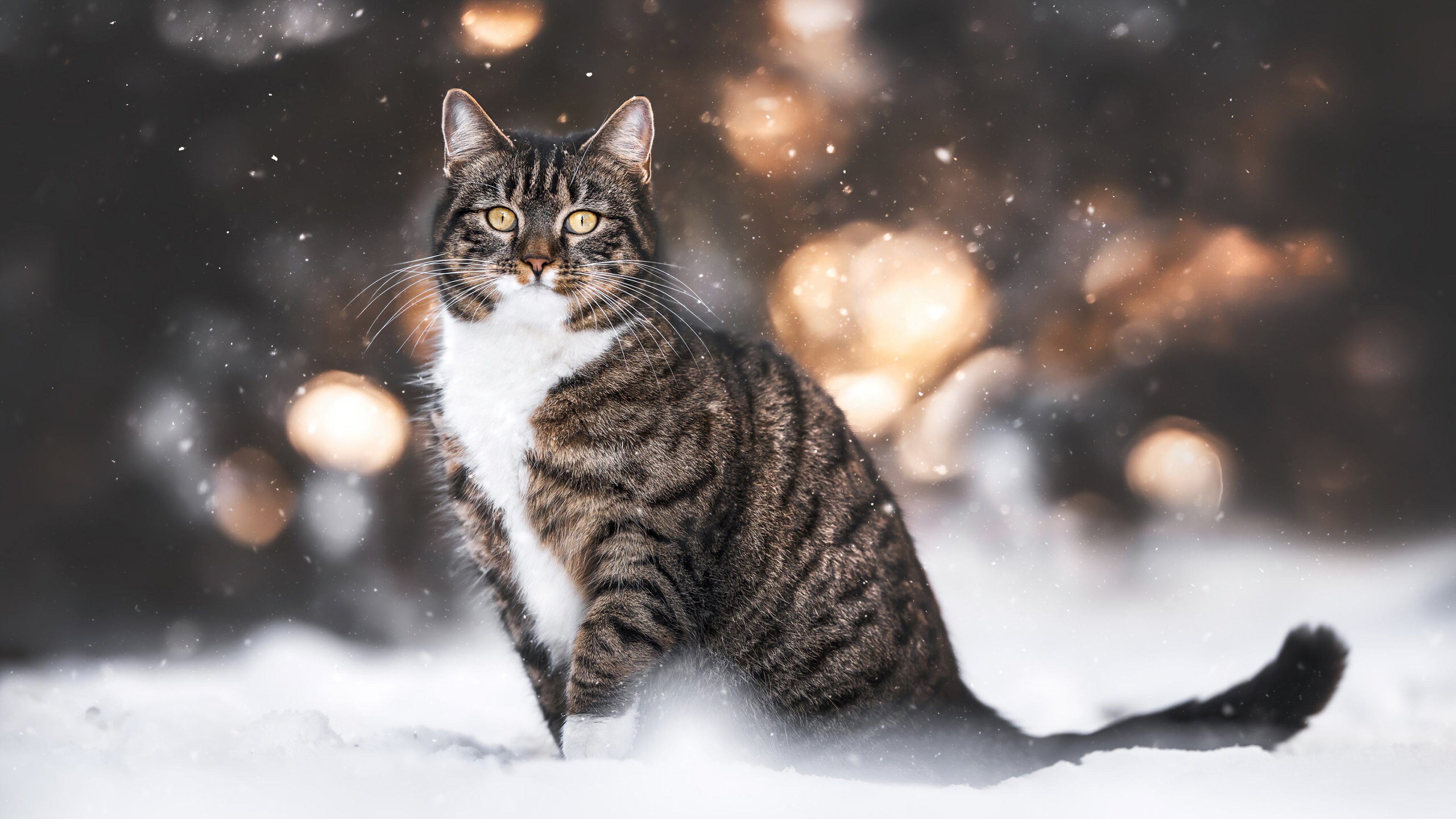 Cat in the snow Wallpaper 4k HD