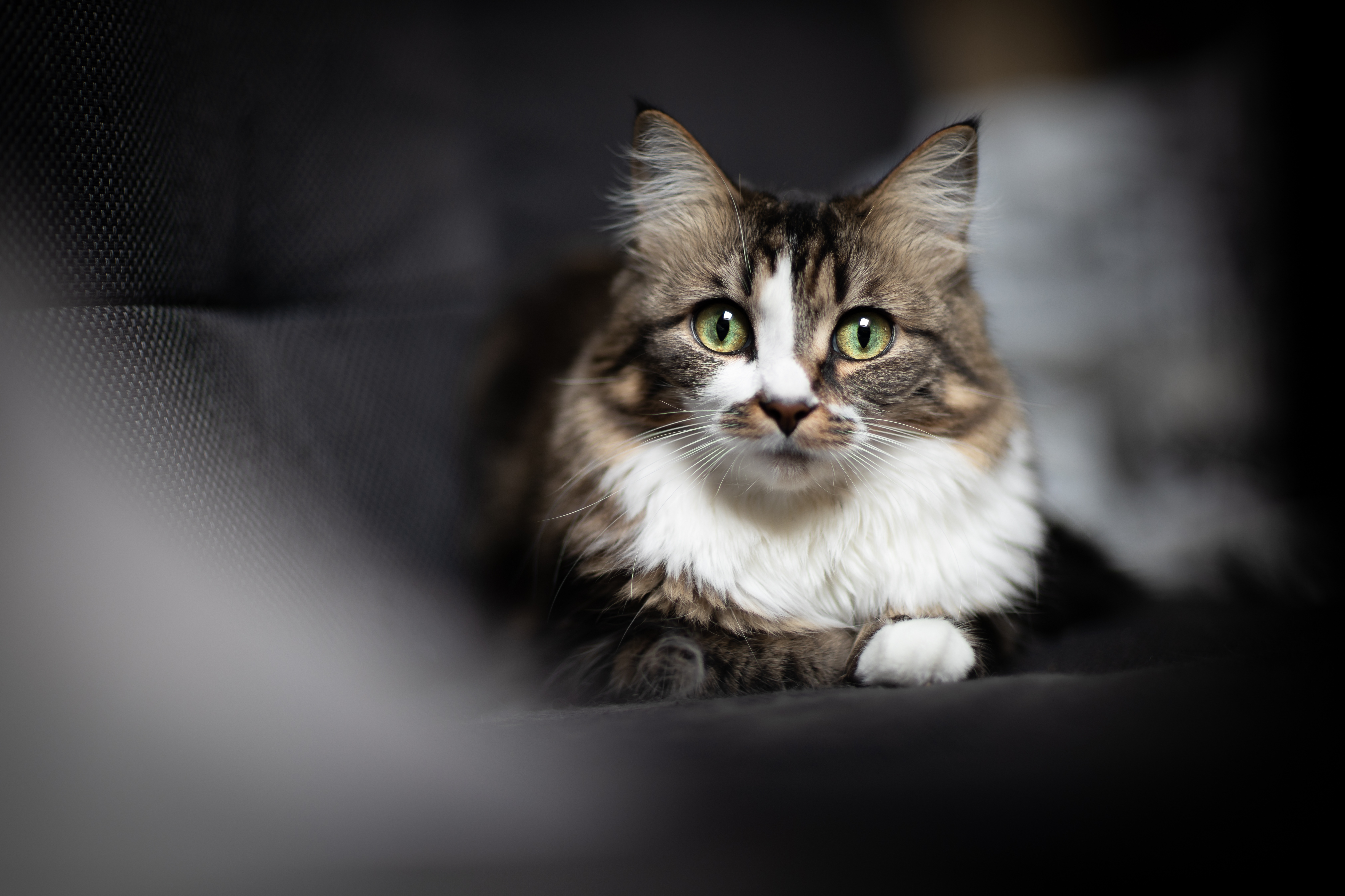 Animal Cat 4k Ultra HD Wallpaper