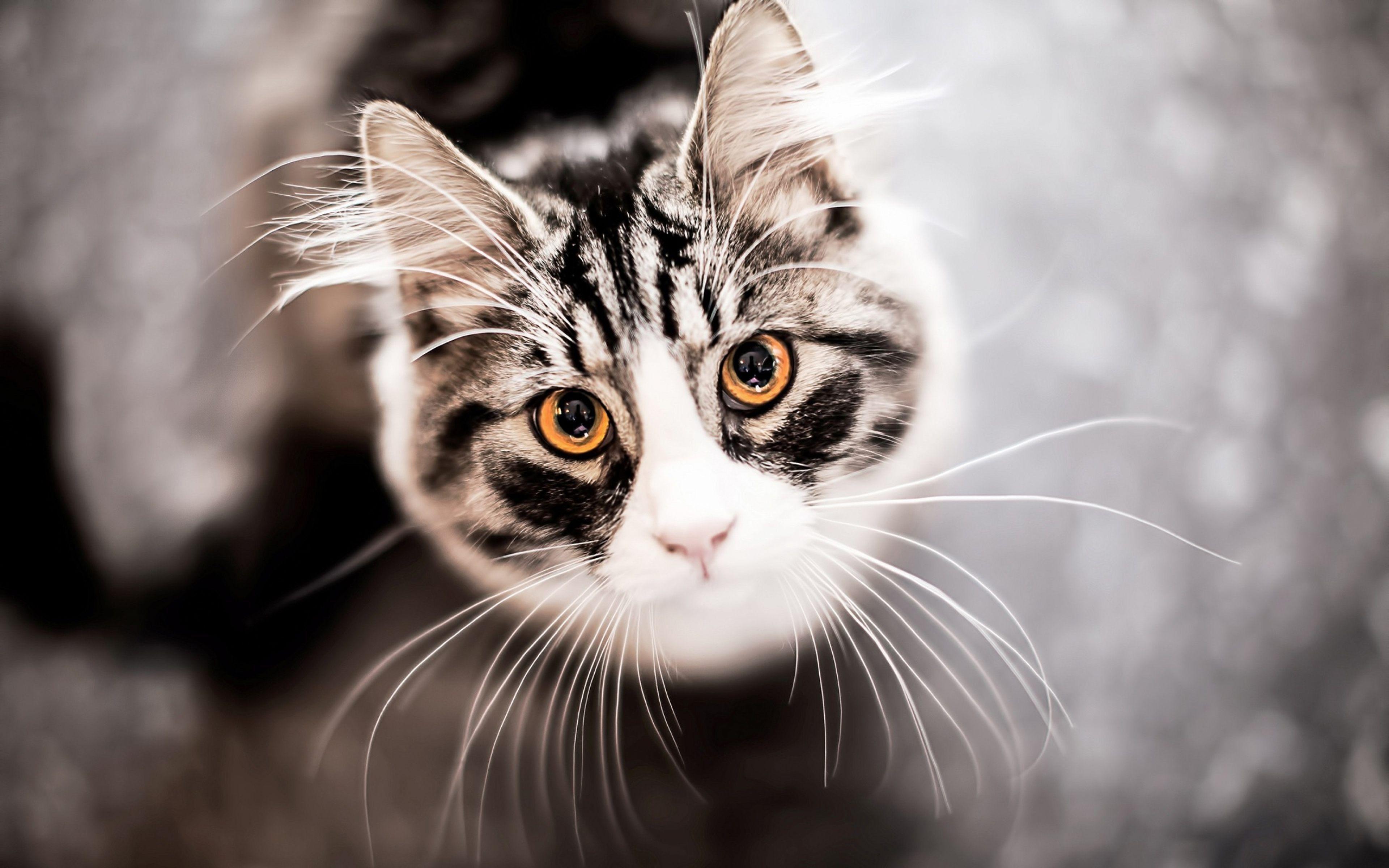 Cat 4K Wallpaper Free Cat 4K