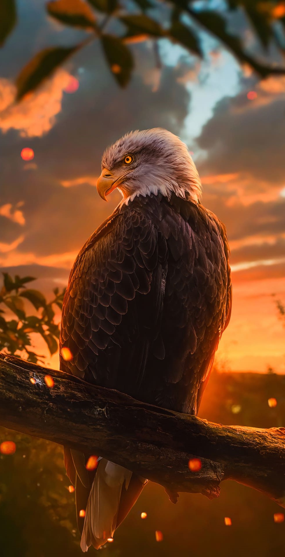 Eagle Wallpaper Eagle