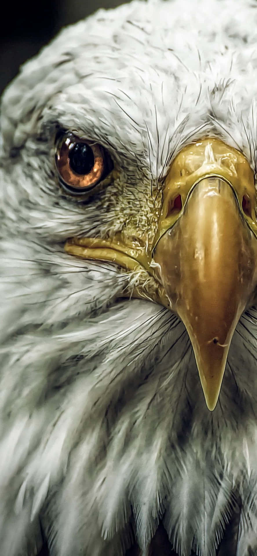 Eagle Up Close iPhone Wallpaper