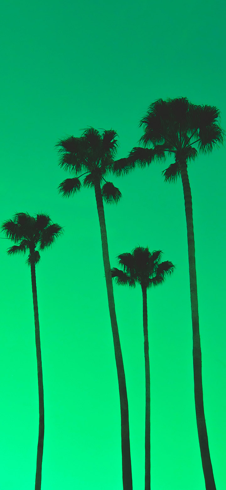 Four Palm Trees In A Cool Green Sky 4K