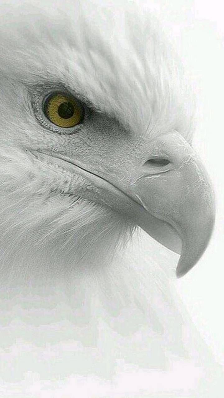 Eagle wallpaper, Eagle image, Eagle