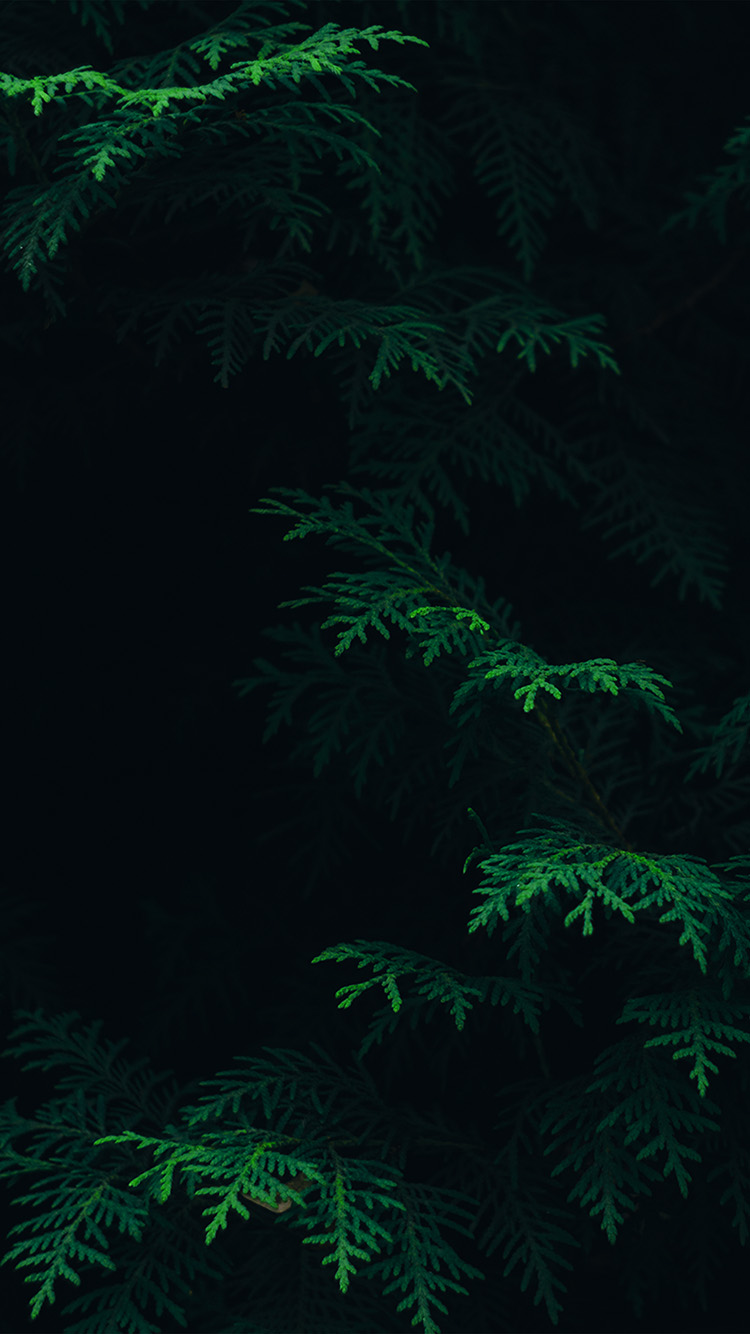 Tree Leaf Green Pattern Nature Dark