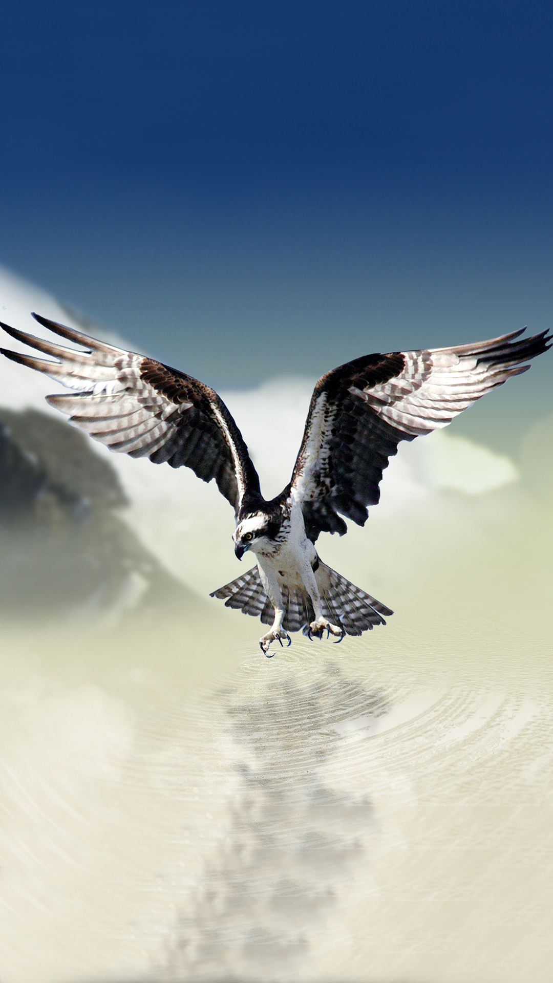 White Tailed Eagle Wallpaper for Phone